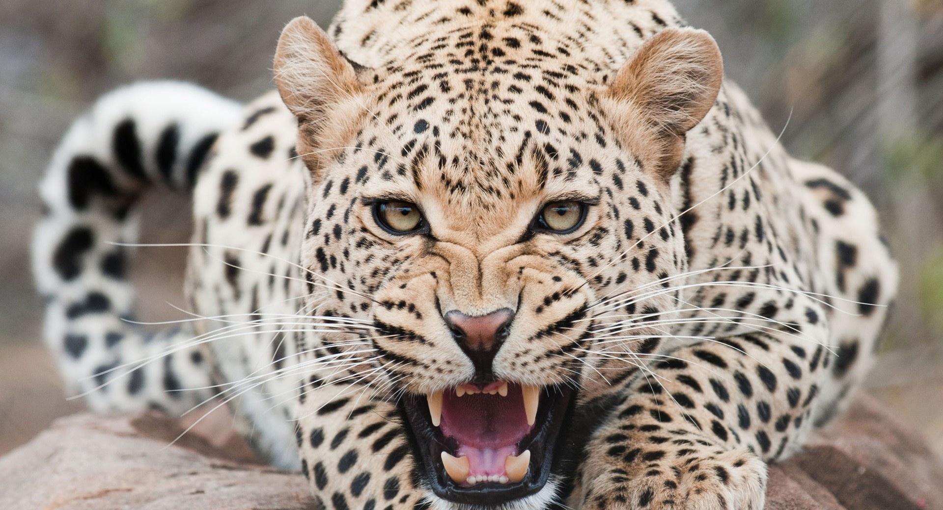 Leopard, Wildlife at 320 x 480 iPhone size wallpapers HD quality
