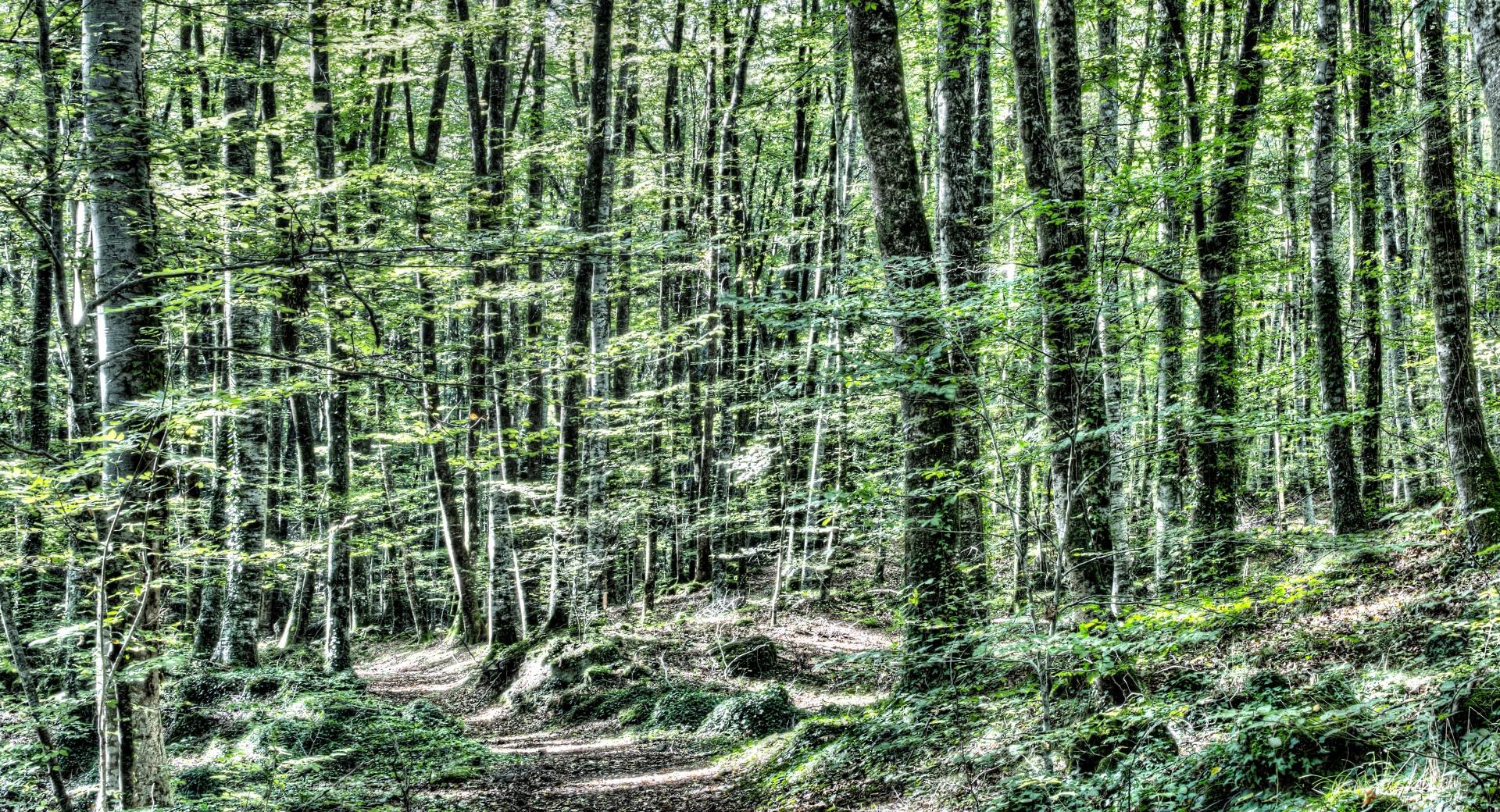 Light Between Trees Jordans Beech Wood at 1152 x 864 size wallpapers HD quality