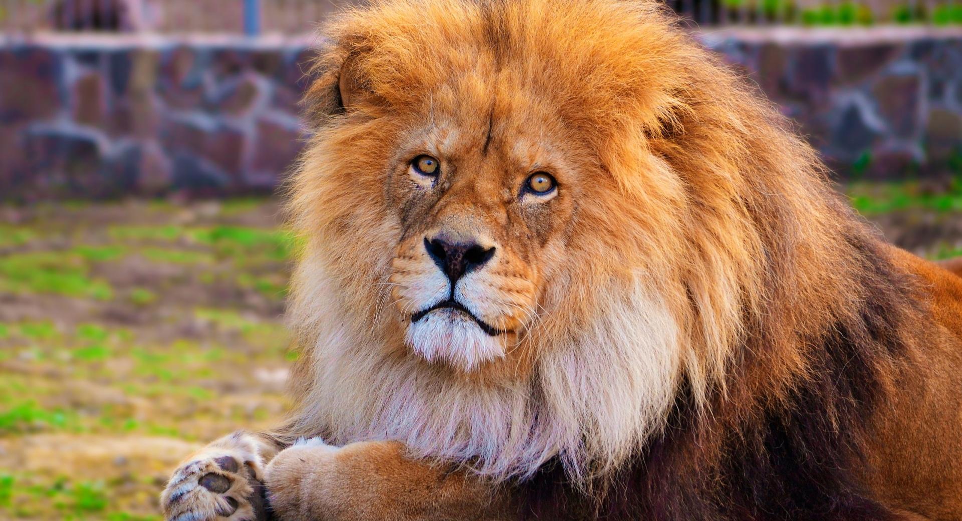 Lion At The Zoo at 750 x 1334 iPhone 6 size wallpapers HD quality