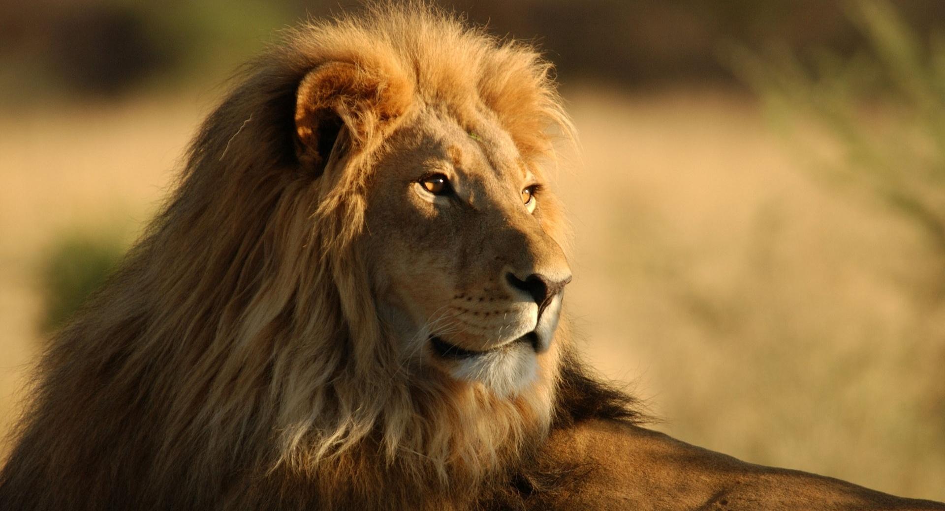 Lion Predator King wallpapers HD quality