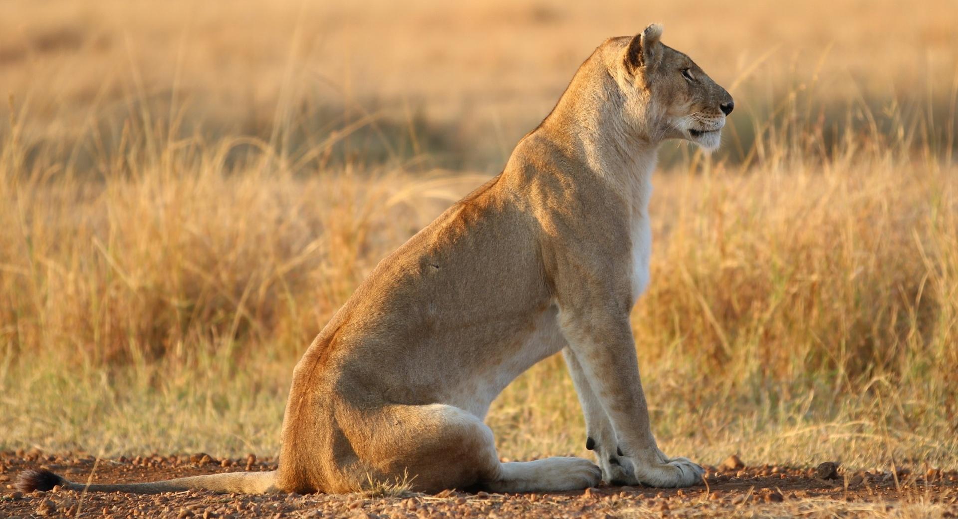 Lioness On Yellow Grass at 2048 x 2048 iPad size wallpapers HD quality