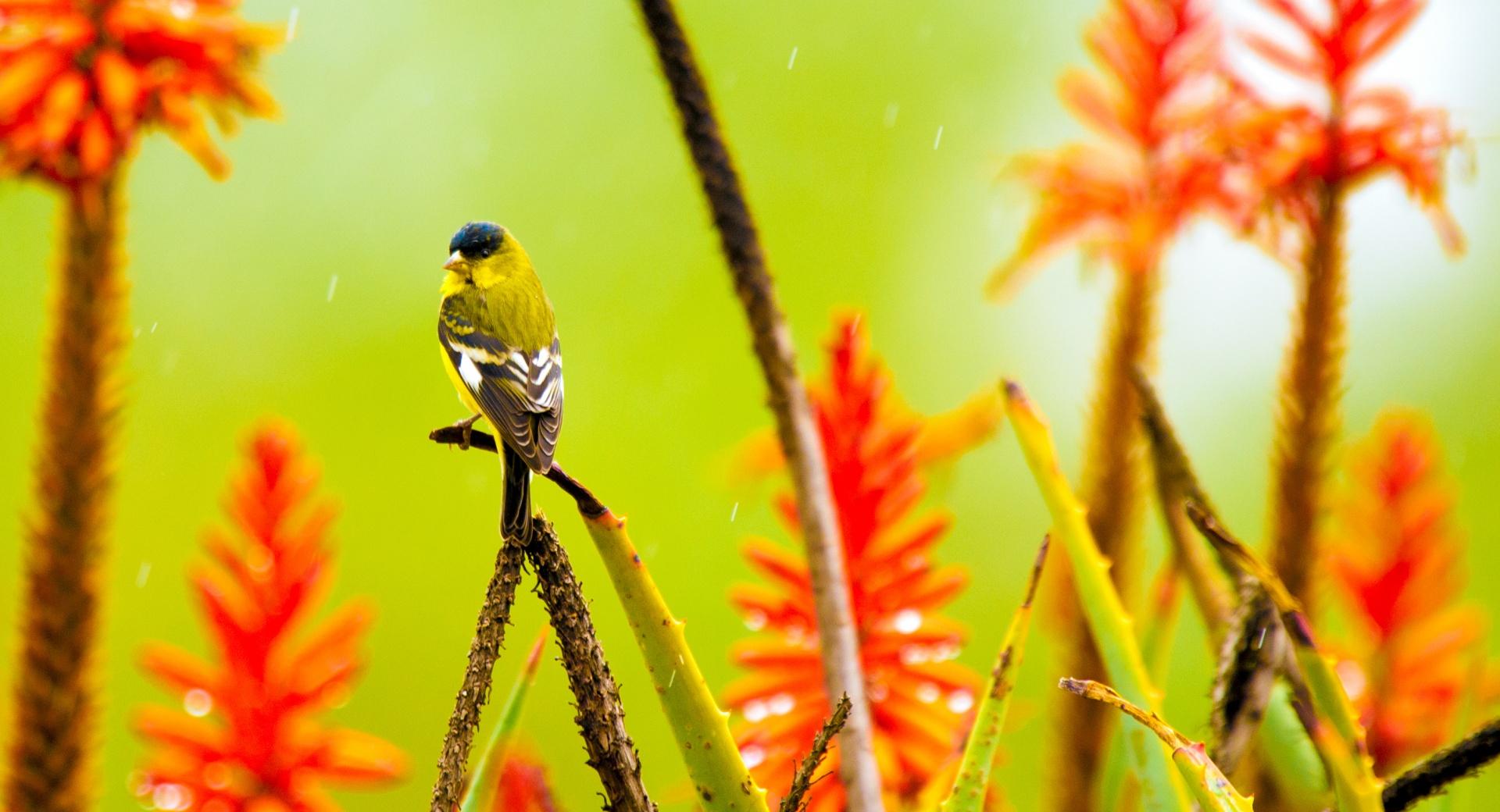 Little Bird Standing in the Rain at 320 x 480 iPhone size wallpapers HD quality