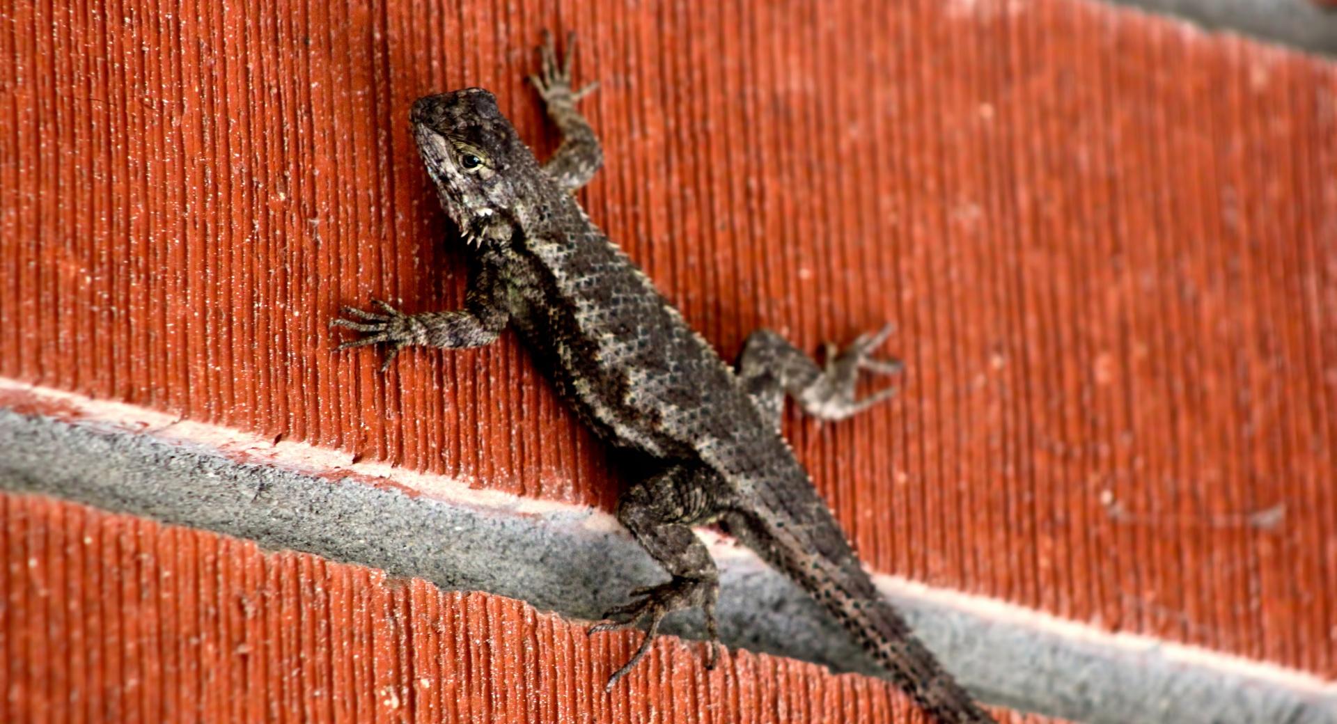 Lizard on Brick Wall at 1600 x 1200 size wallpapers HD quality