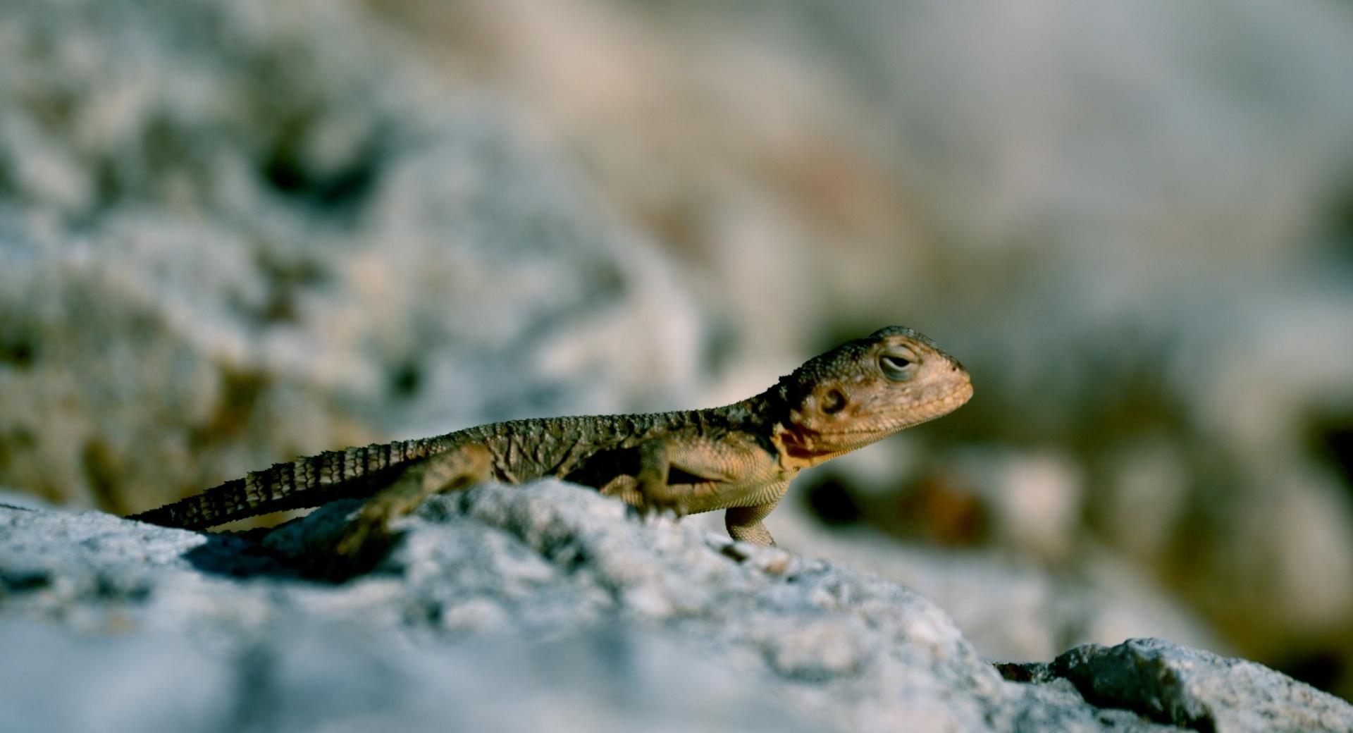 Lizard on Rock at 2048 x 2048 iPad size wallpapers HD quality