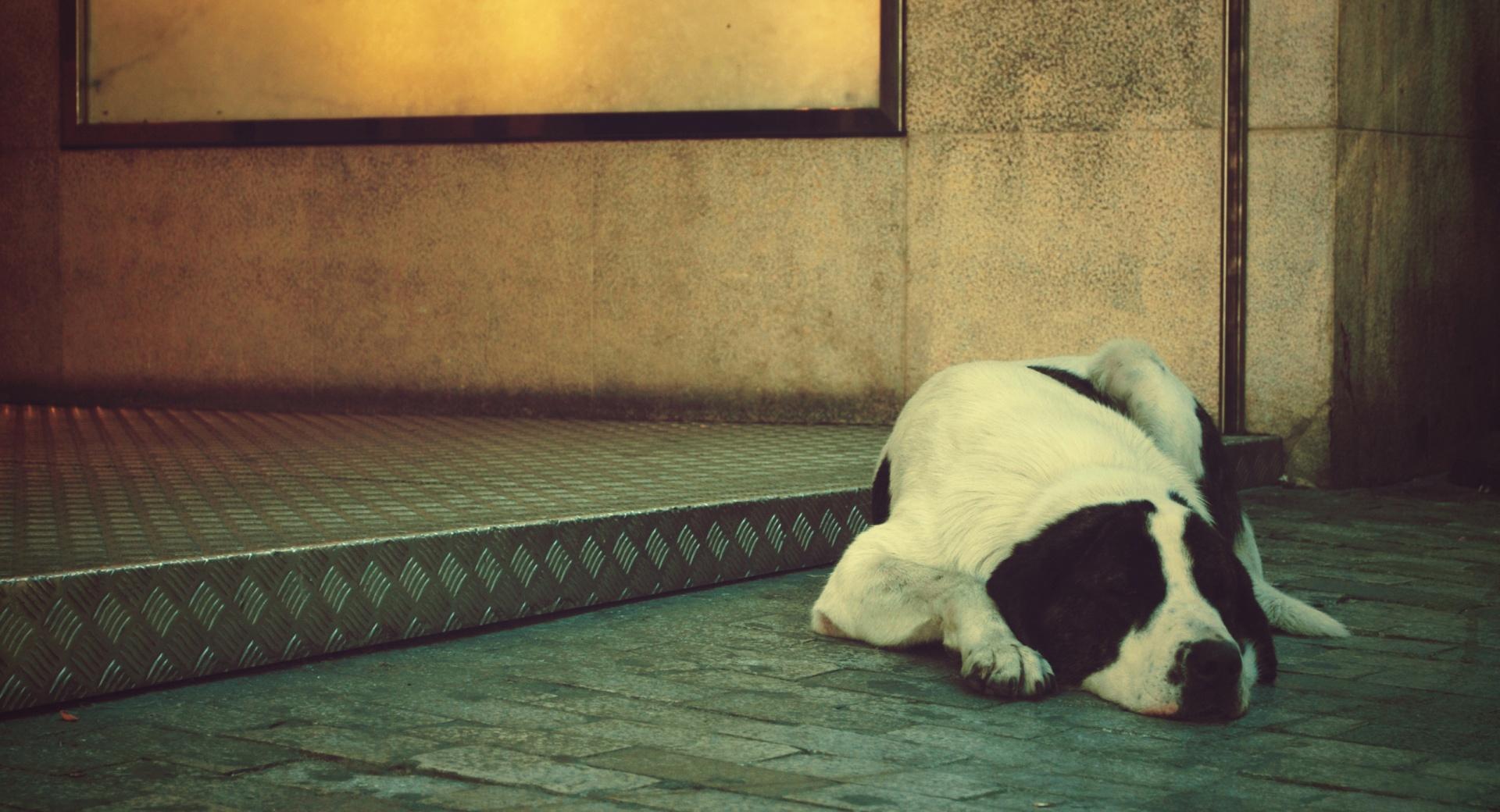 Lonely Dog at 1600 x 1200 size wallpapers HD quality