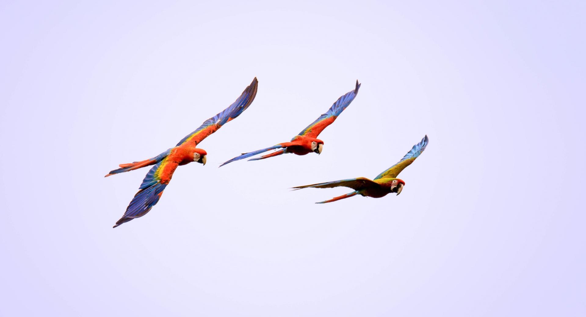 Macaw Parrots Flying at 640 x 1136 iPhone 5 size wallpapers HD quality