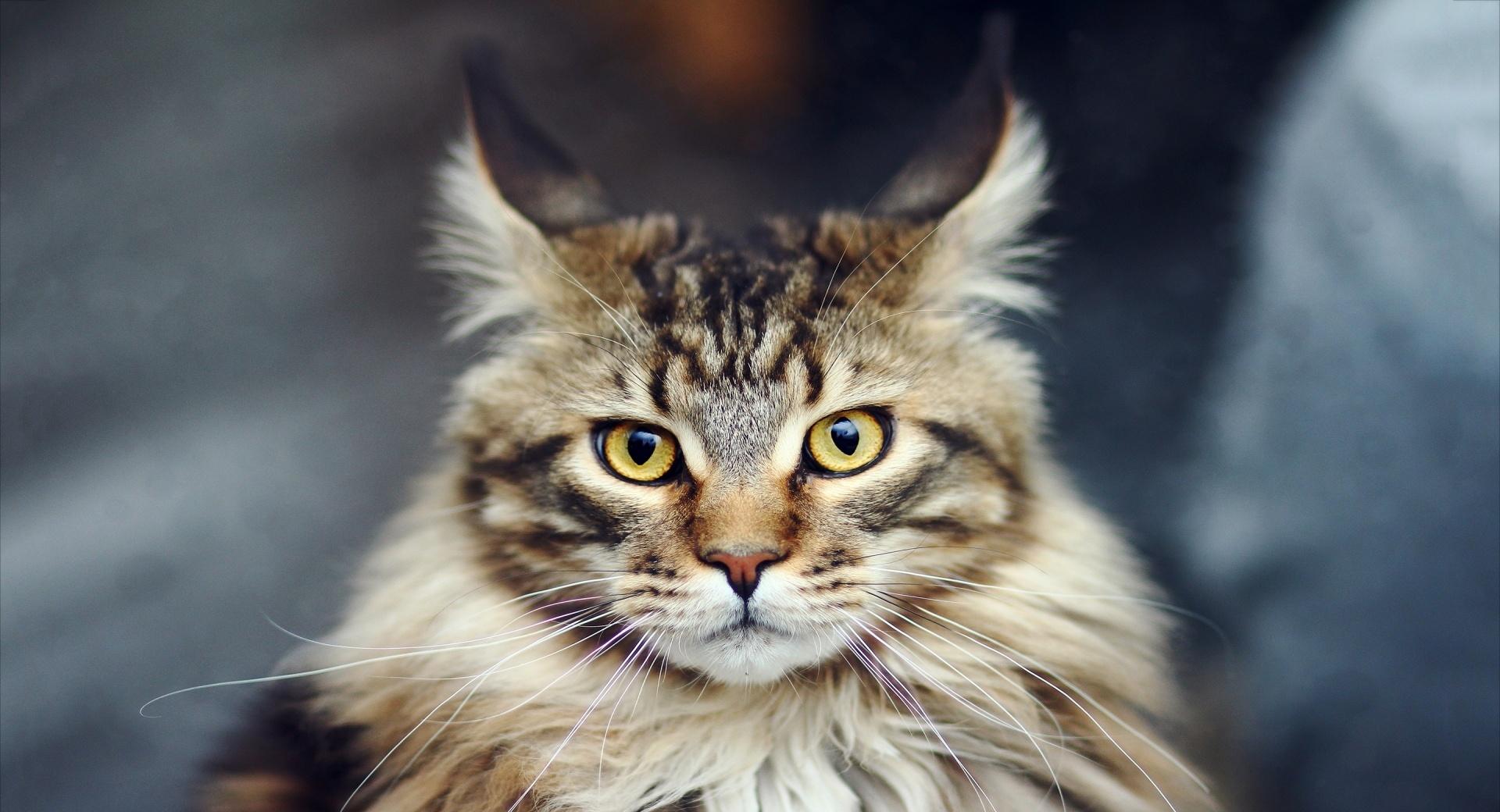 Maine Coon Cat Portrait at 750 x 1334 iPhone 6 size wallpapers HD quality