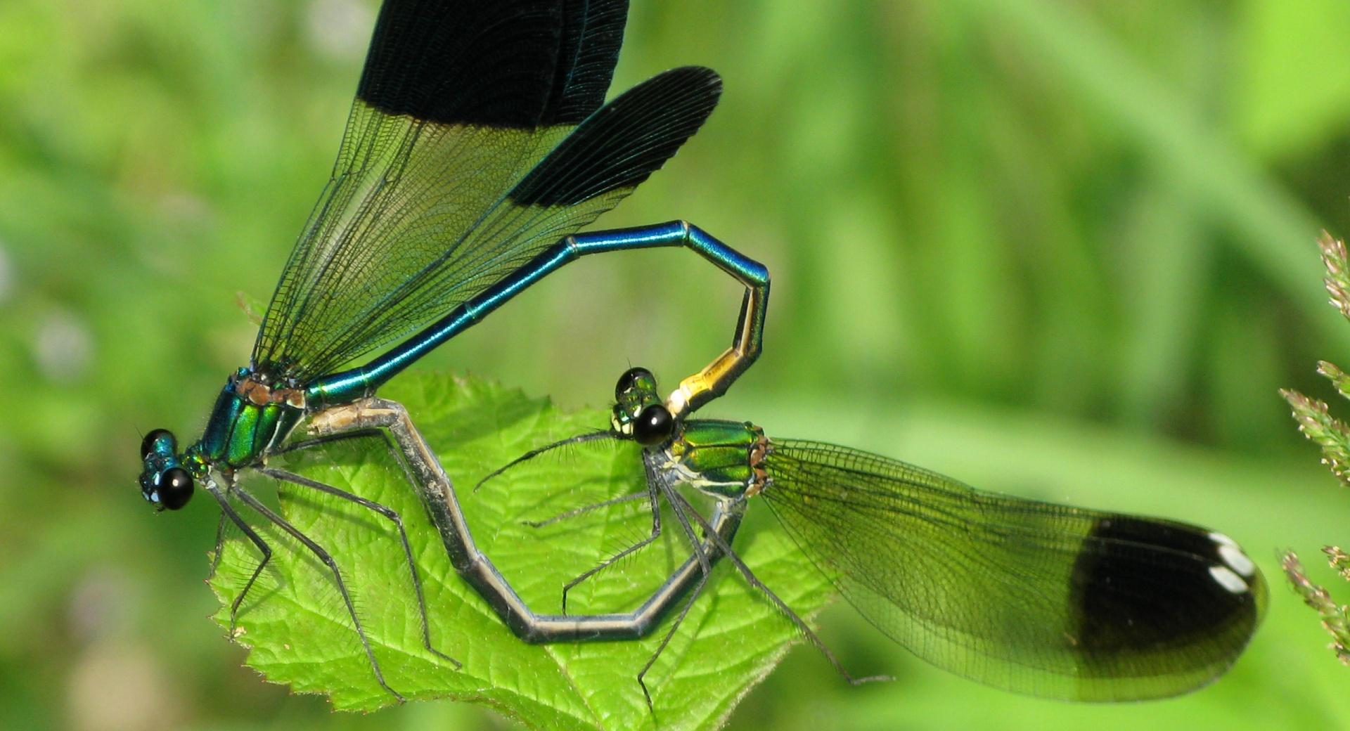 Mobarakabadvillage.ir - Dragonfly Mating at 320 x 480 iPhone size wallpapers HD quality