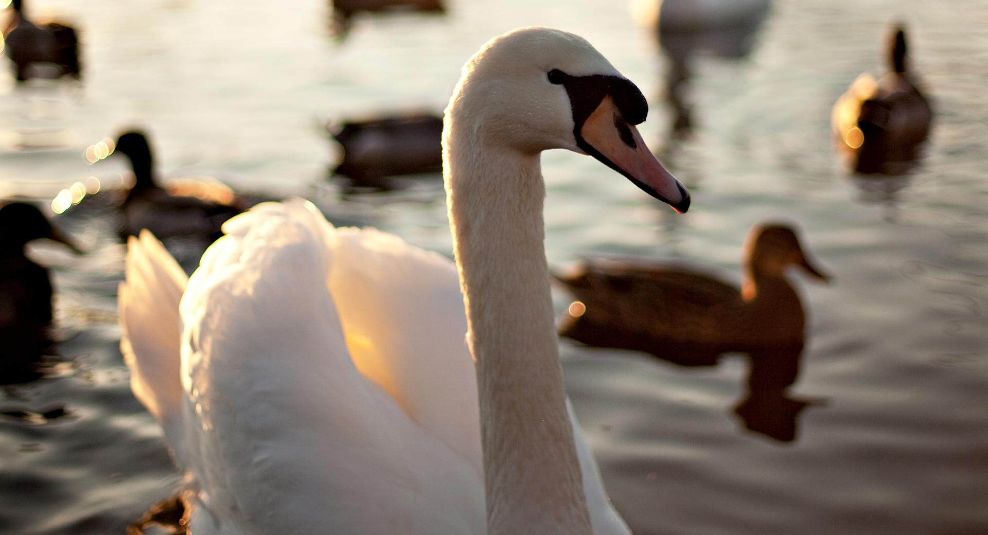 Mute Swan Swimming On A Lake at 1600 x 1200 size wallpapers HD quality