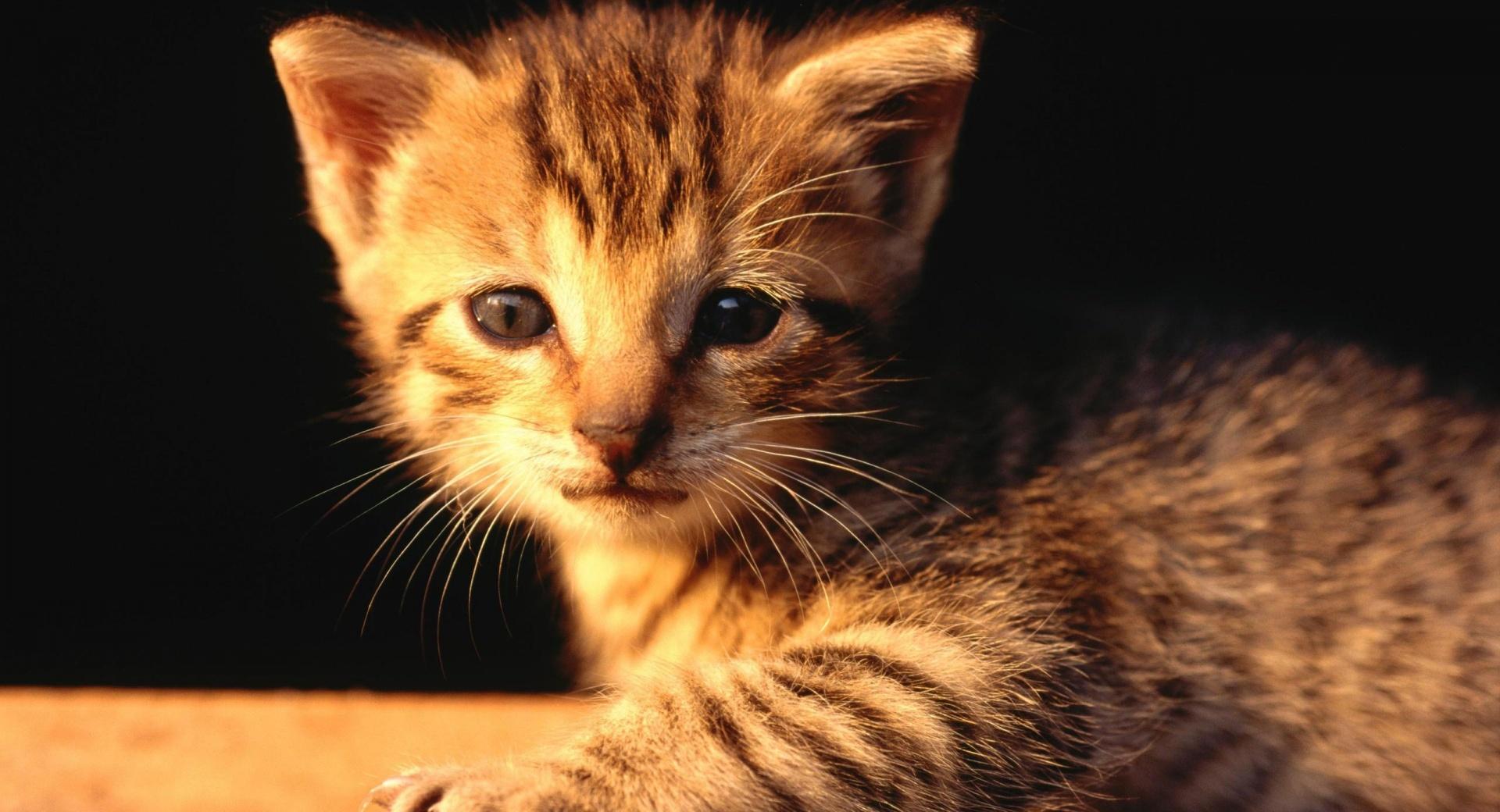 Newborn Tabby Kitten at 320 x 480 iPhone size wallpapers HD quality