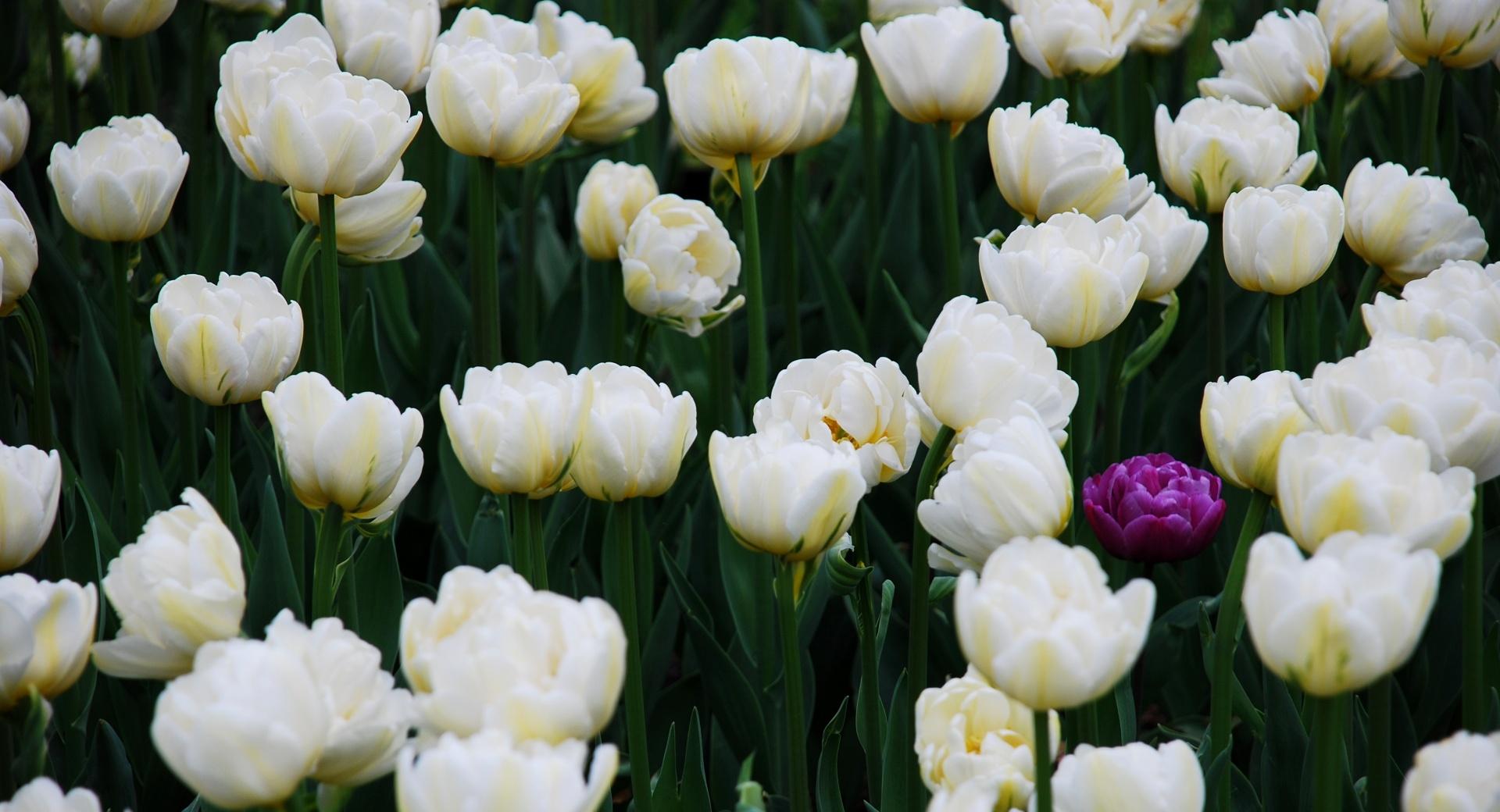One Purple Tulip In A Full Field Of White Ones at 640 x 960 iPhone 4 size wallpapers HD quality