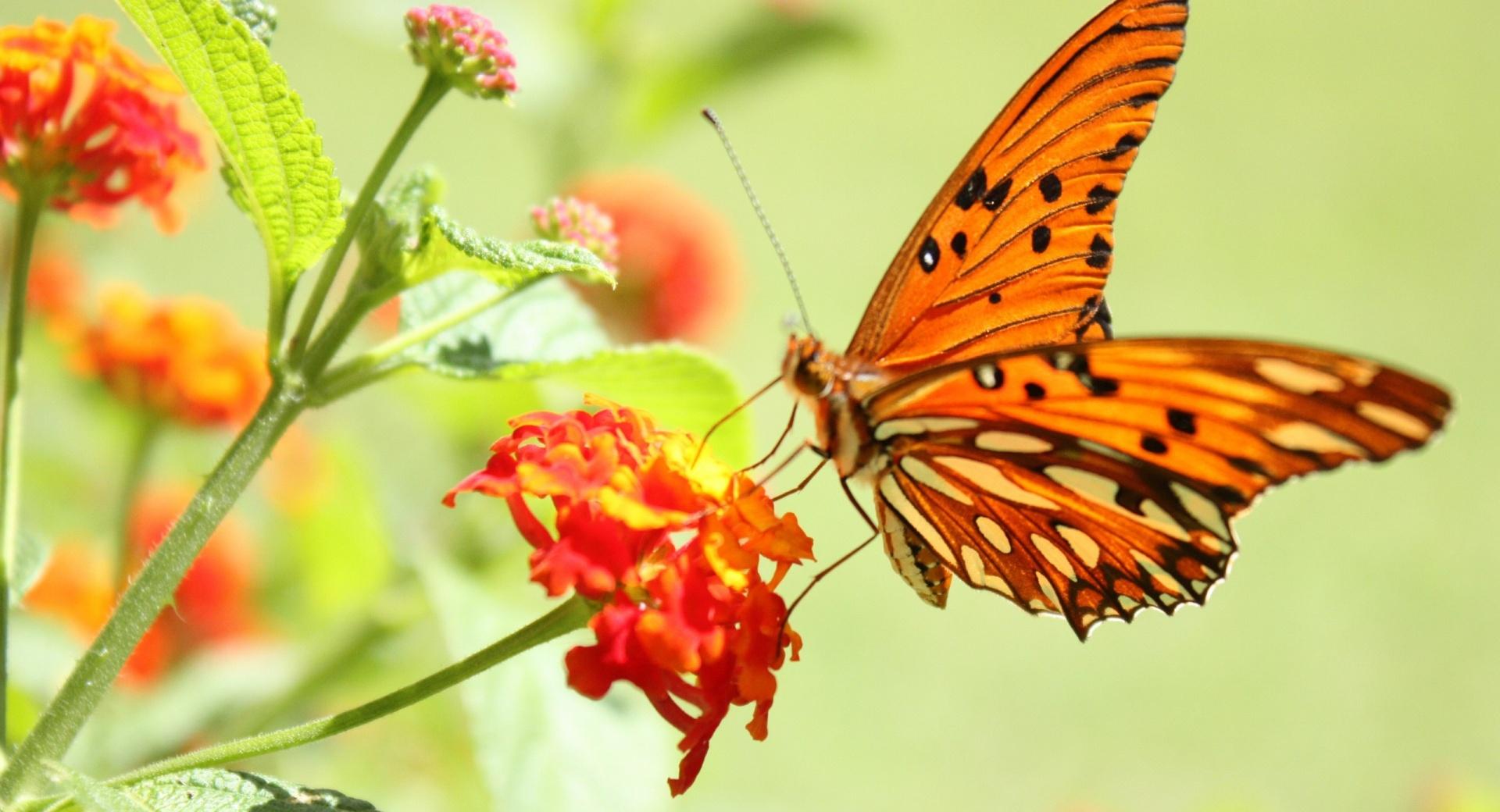 Orange Butterfly wallpapers HD quality