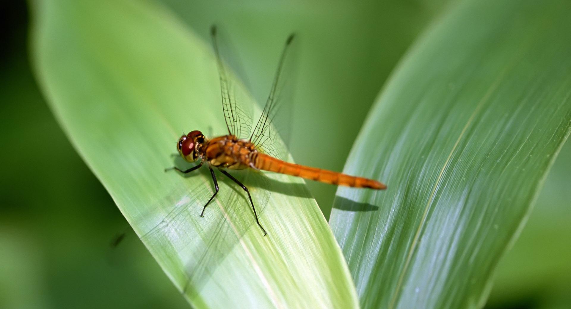 Orange Dragonfly at 1152 x 864 size wallpapers HD quality