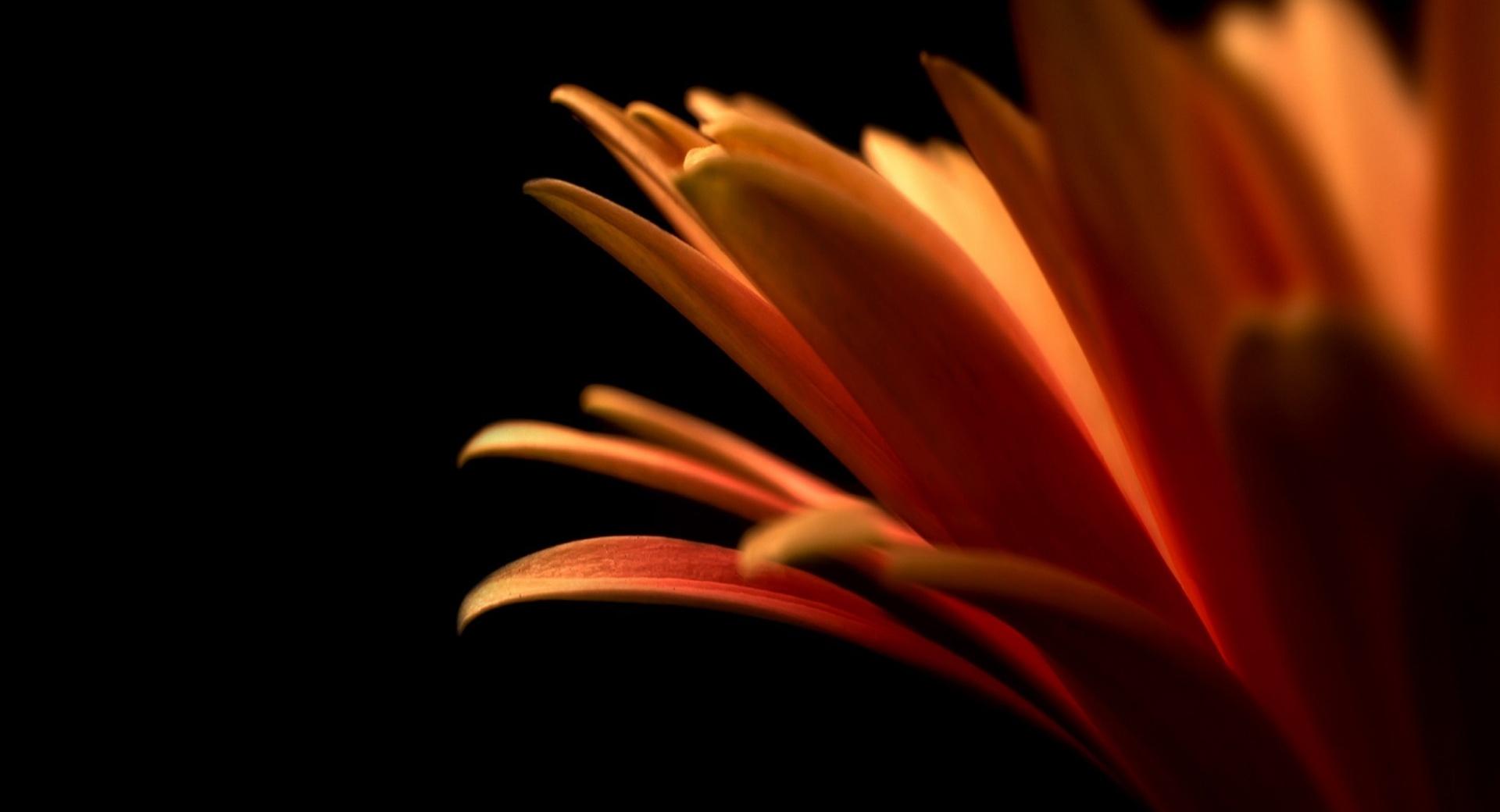 Orange Petals at 640 x 1136 iPhone 5 size wallpapers HD quality