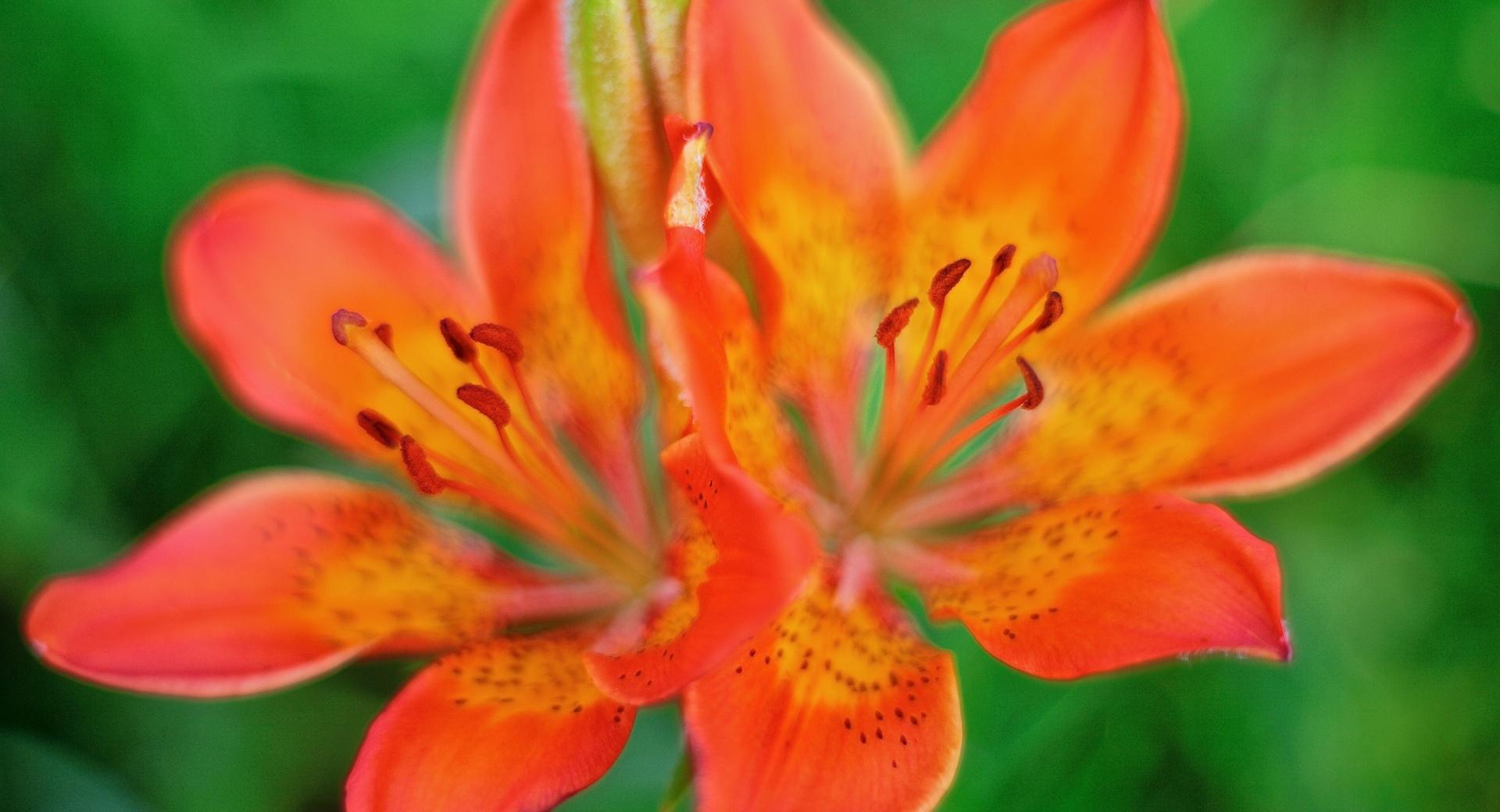 Orange Tiger Lilies at 320 x 480 iPhone size wallpapers HD quality