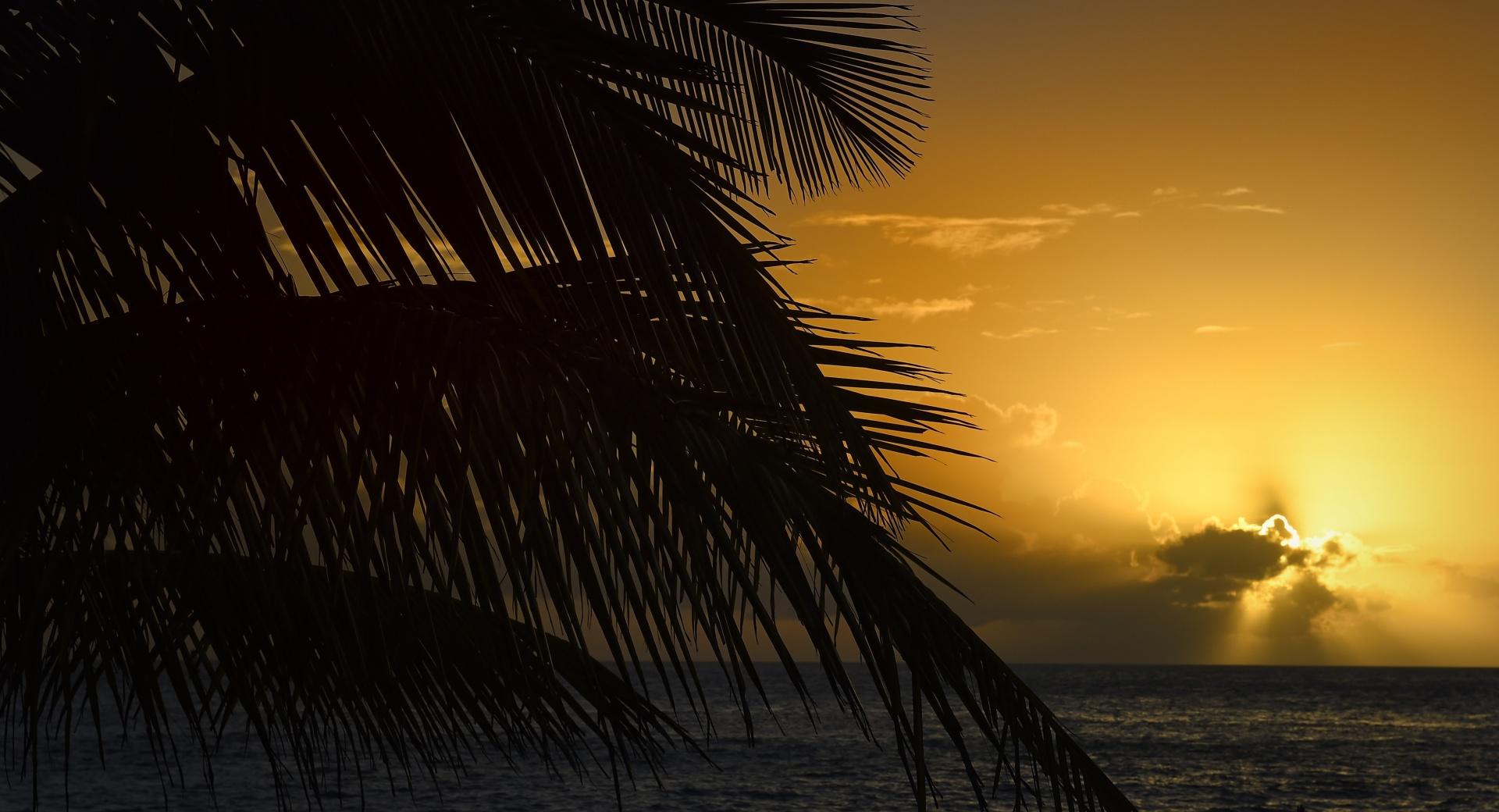 Palm Tree Leaf, Sunset, Florida at 640 x 960 iPhone 4 size wallpapers HD quality