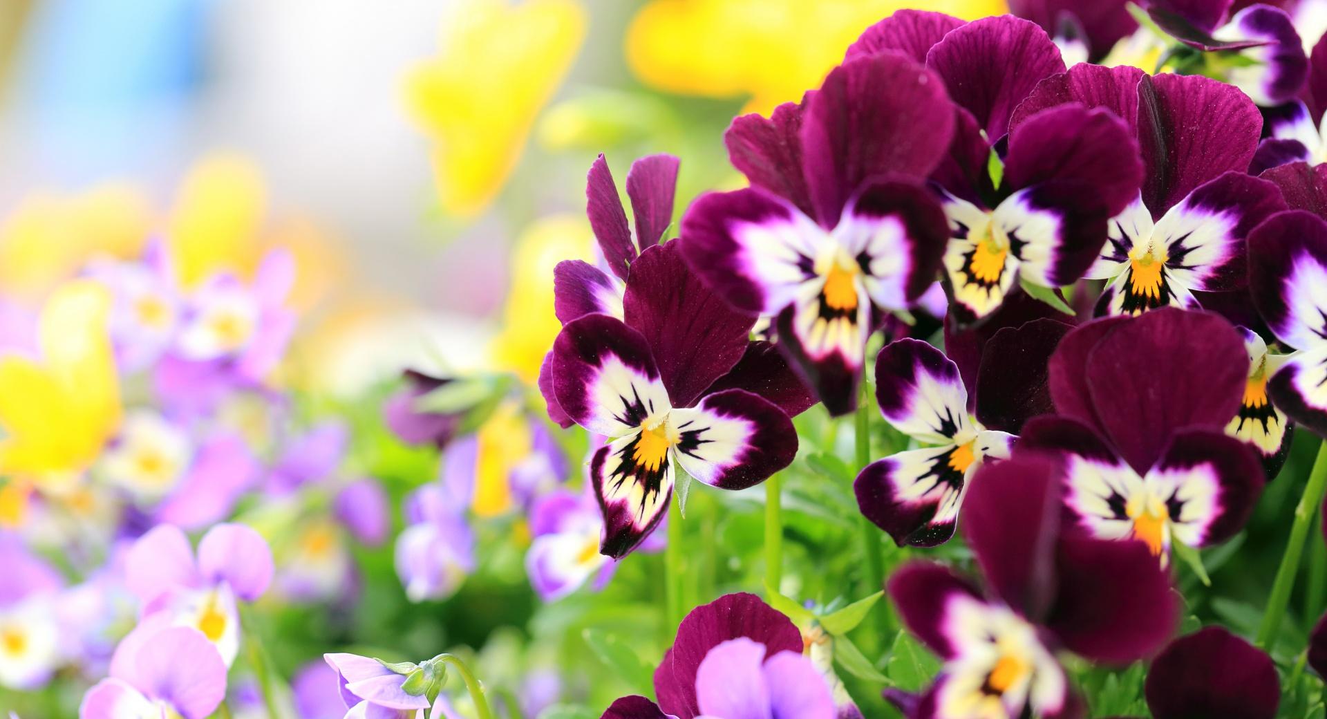Pansies Flowers at 640 x 1136 iPhone 5 size wallpapers HD quality