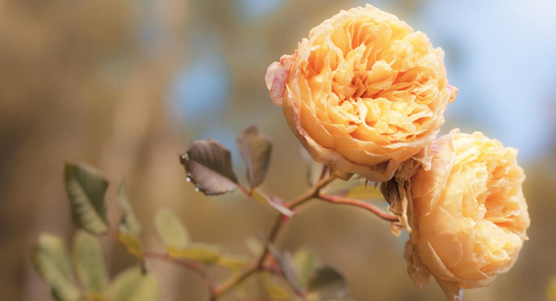 Peach Roses at 1600 x 1200 size wallpapers HD quality