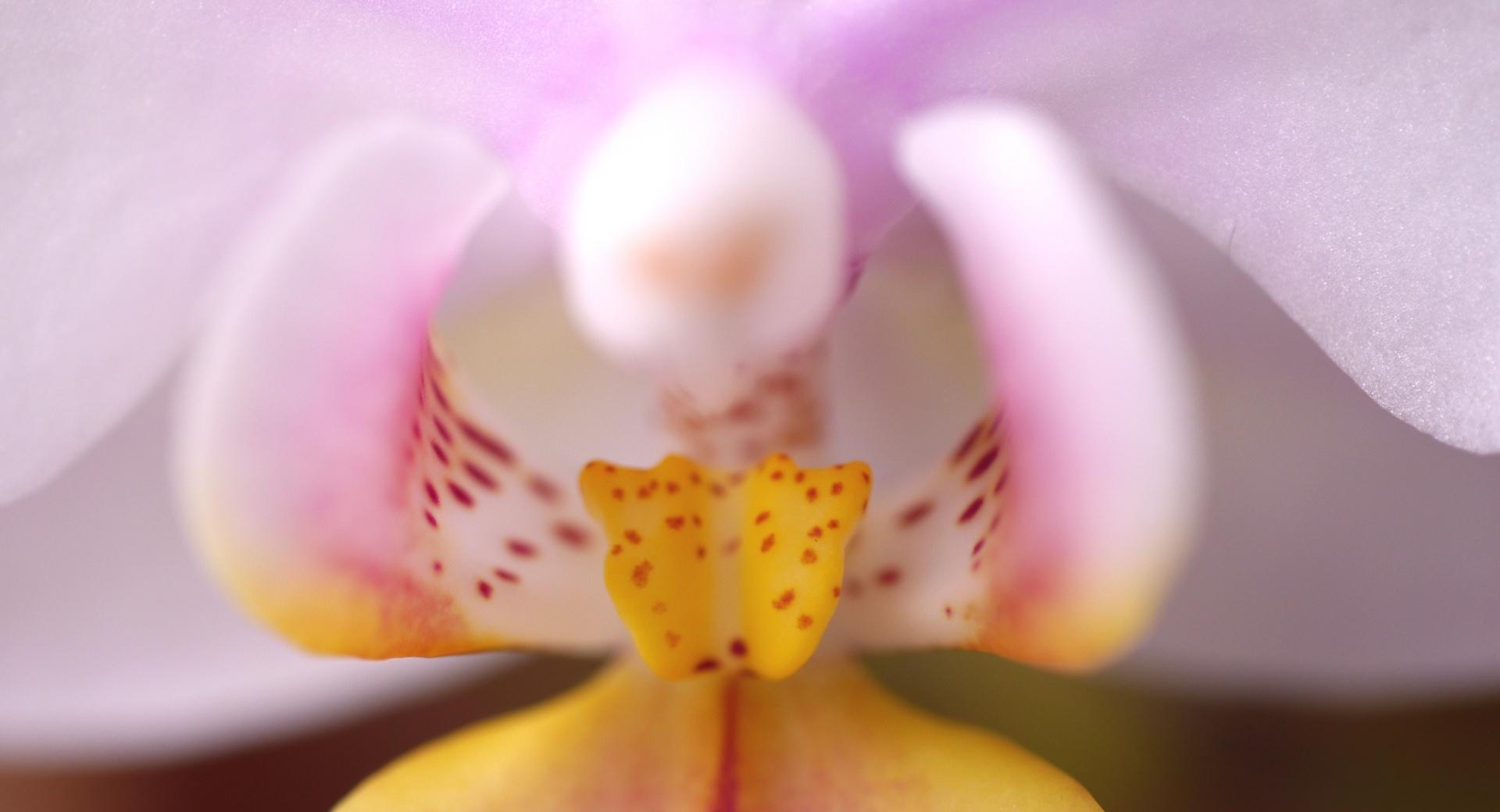 Phalaenopsis at 1600 x 1200 size wallpapers HD quality