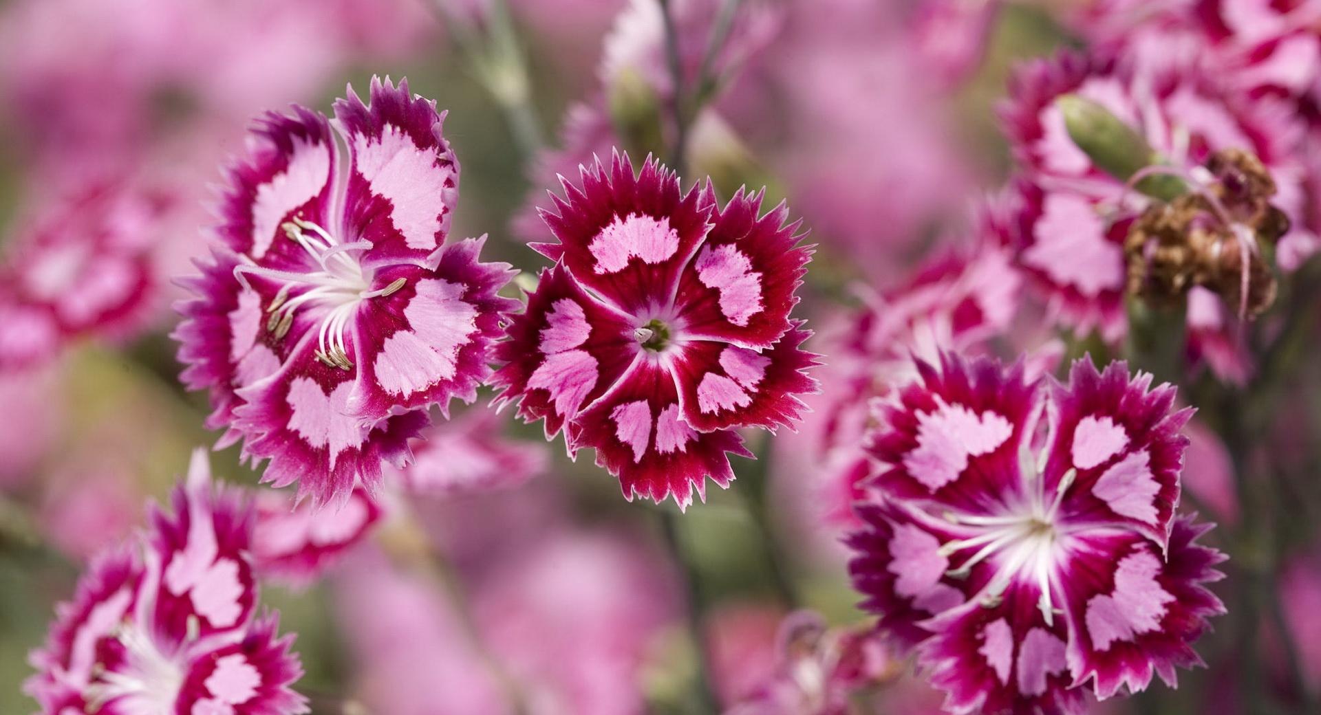 Pink Flowers Macro wallpapers HD quality