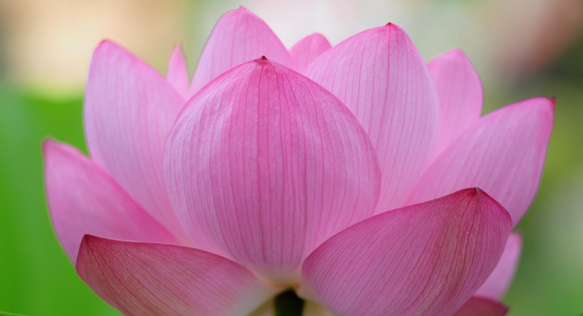 Pink Lotus Flower at 2048 x 2048 iPad size wallpapers HD quality