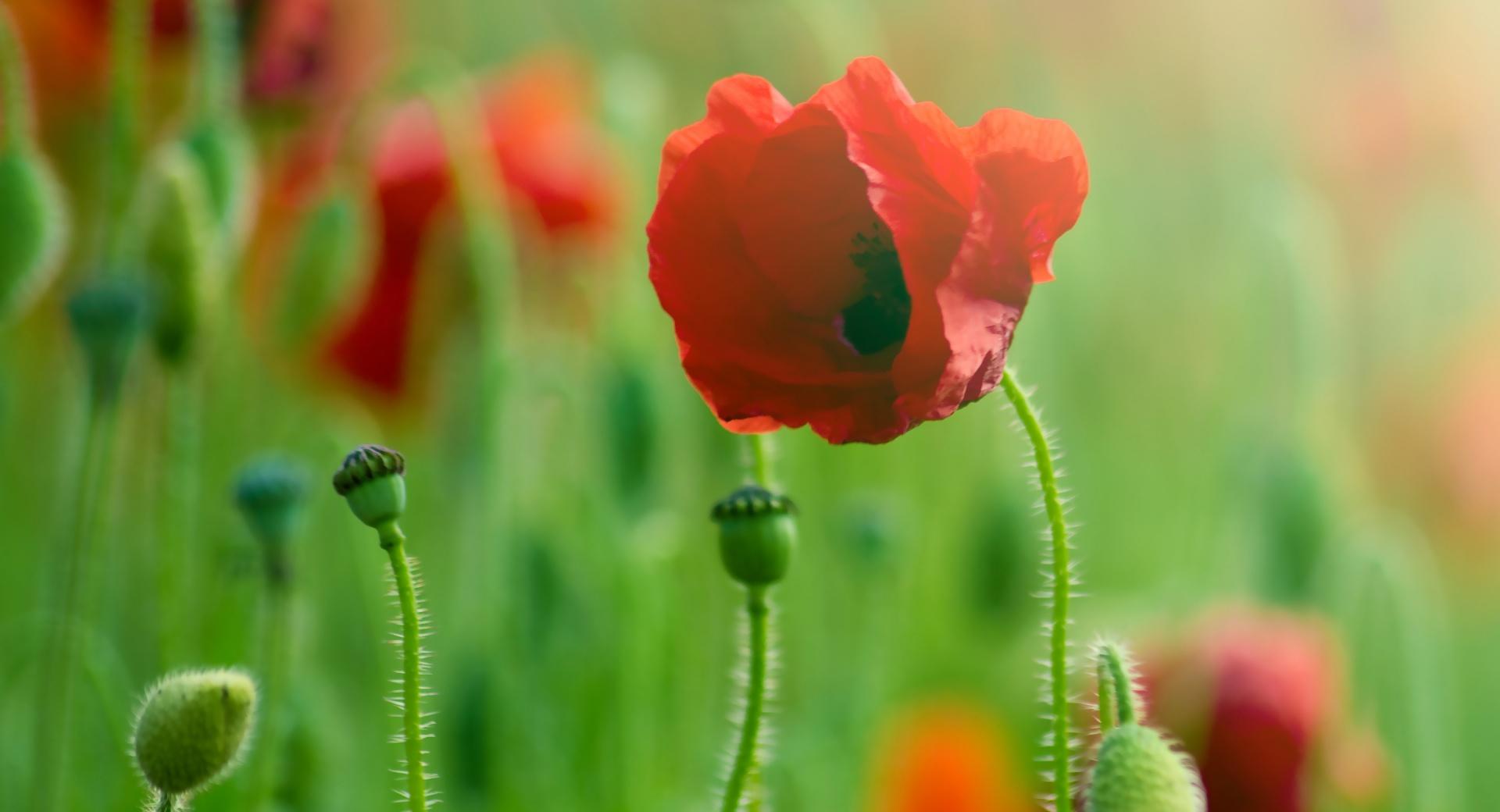 Poppy Macro at 320 x 480 iPhone size wallpapers HD quality