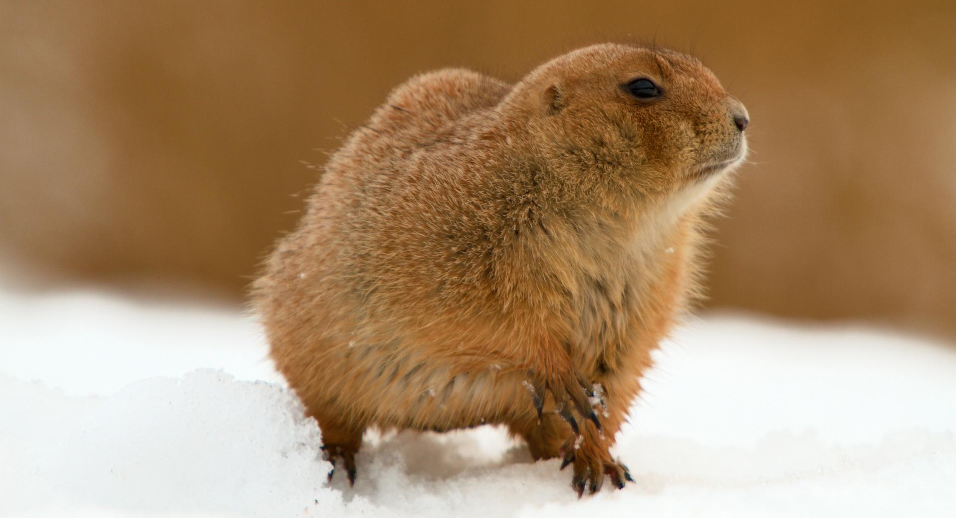 Prairie Dog In Snow at 2048 x 2048 iPad size wallpapers HD quality