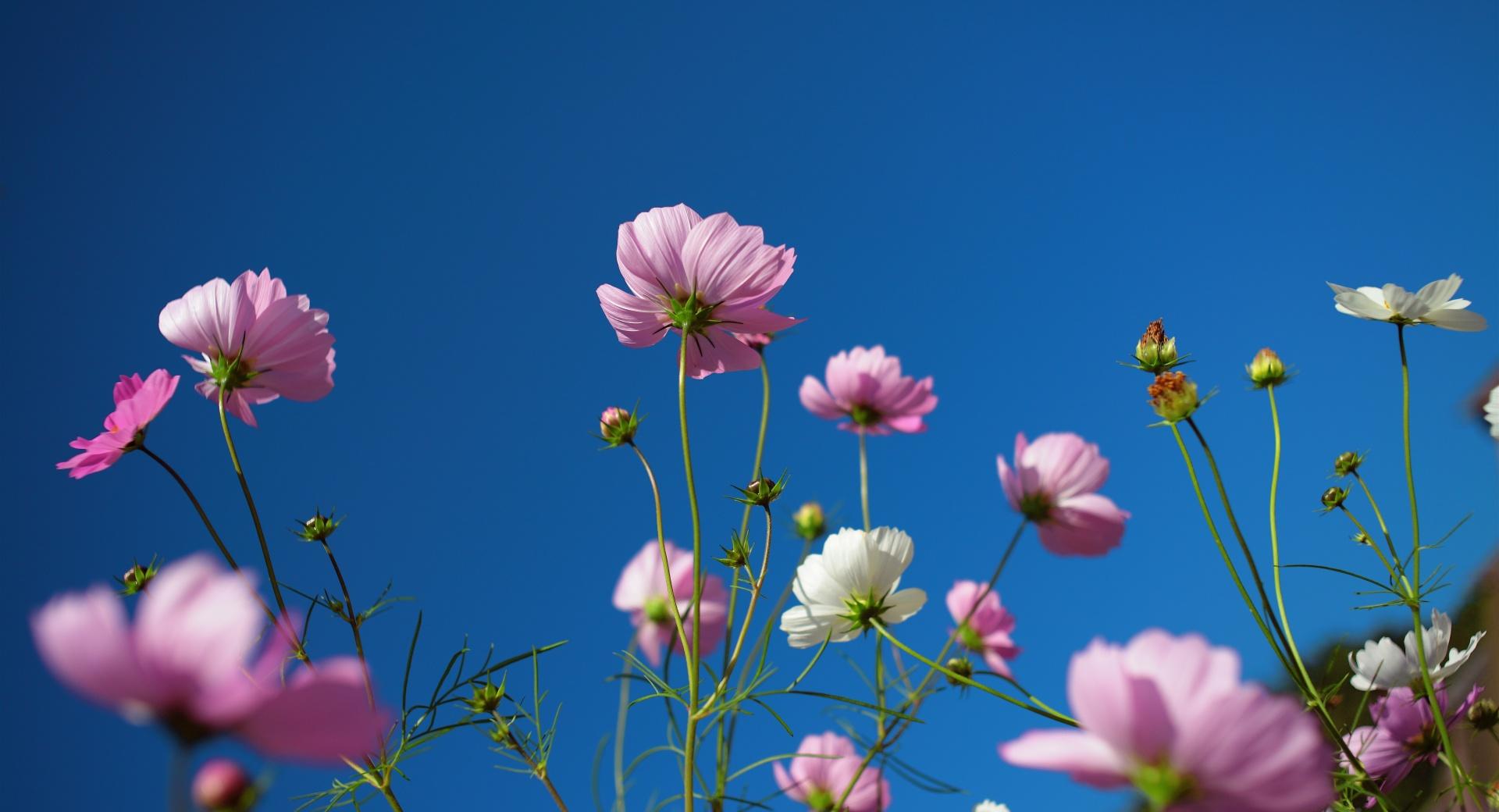 Purple Cosmos Flowers, Blue Sky at 1600 x 1200 size wallpapers HD quality