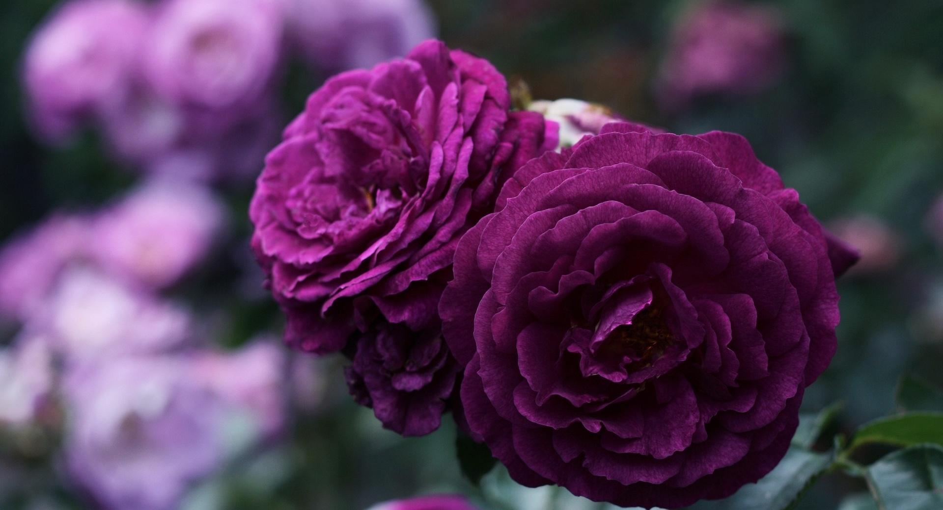 Purple Roses at 1024 x 768 size wallpapers HD quality