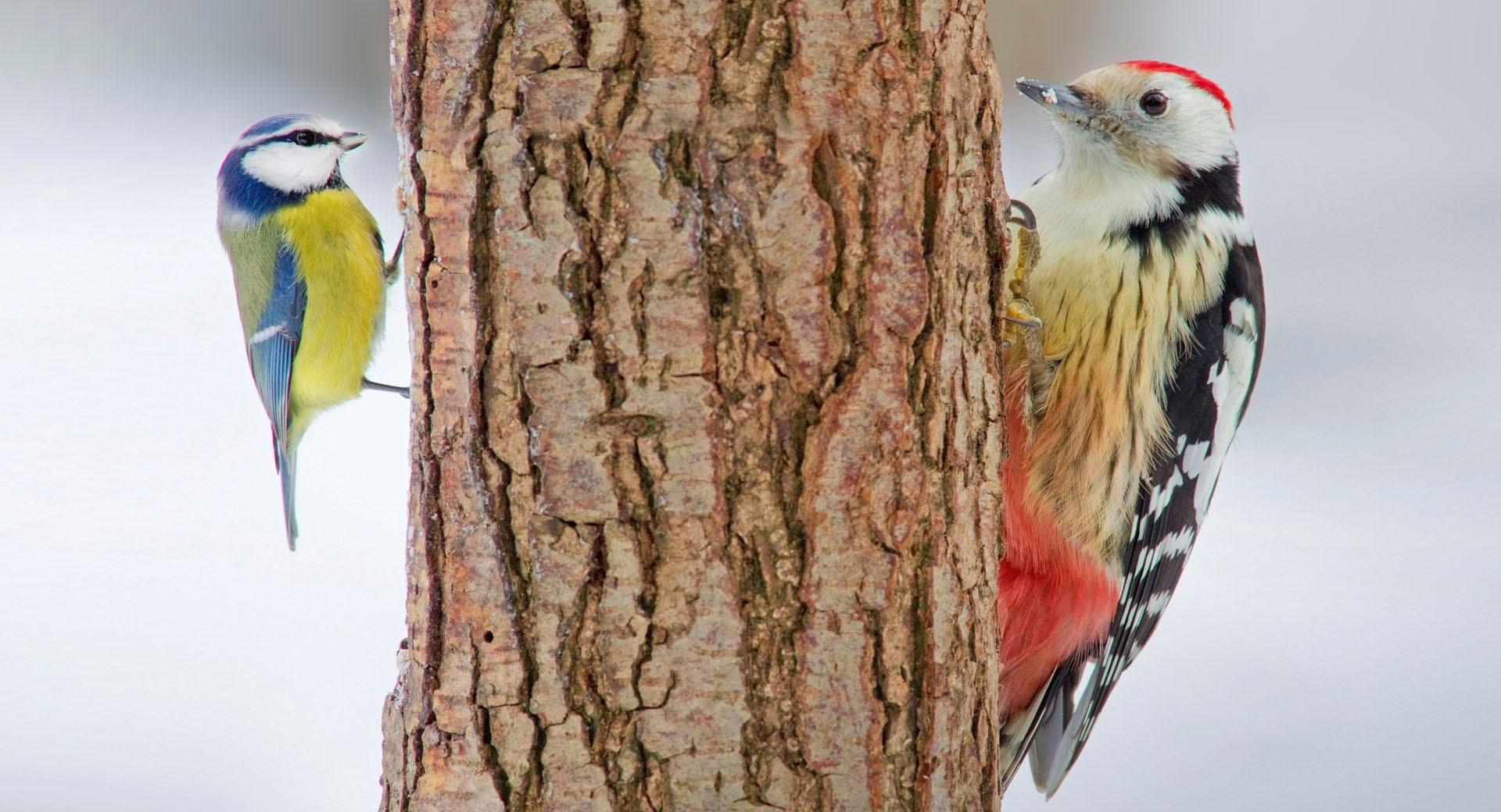 Red Bellied Woodpecker at 1024 x 1024 iPad size wallpapers HD quality