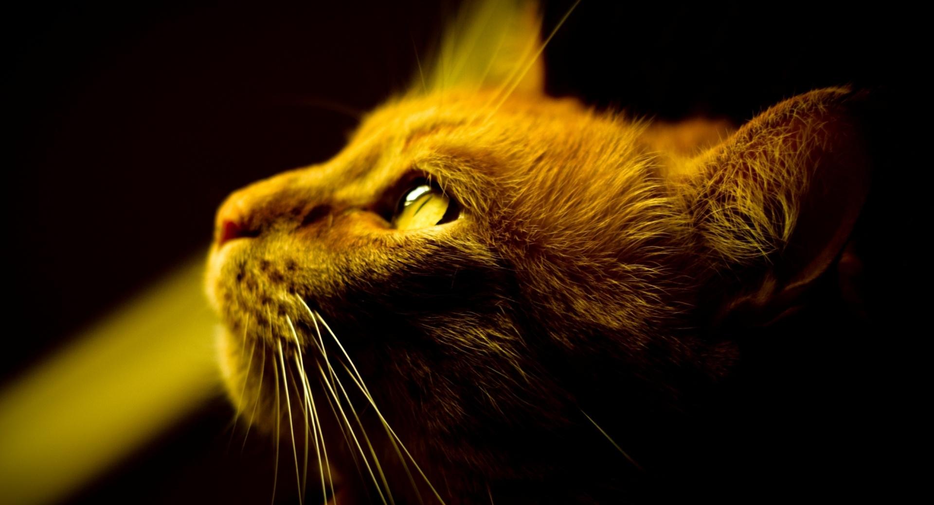 Red Cat Profile at 750 x 1334 iPhone 6 size wallpapers HD quality
