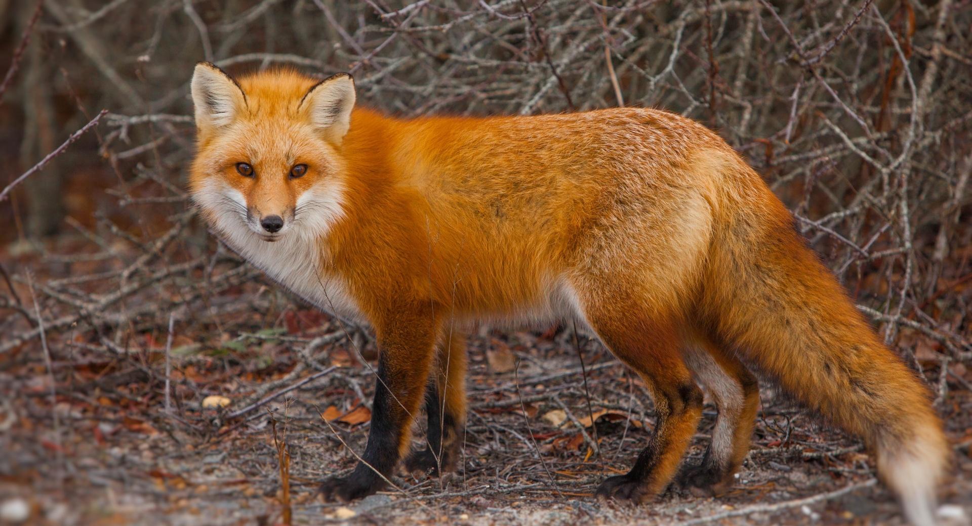 Red Fox of Island Beach State Park, New Jersey at 640 x 1136 iPhone 5 size wallpapers HD quality