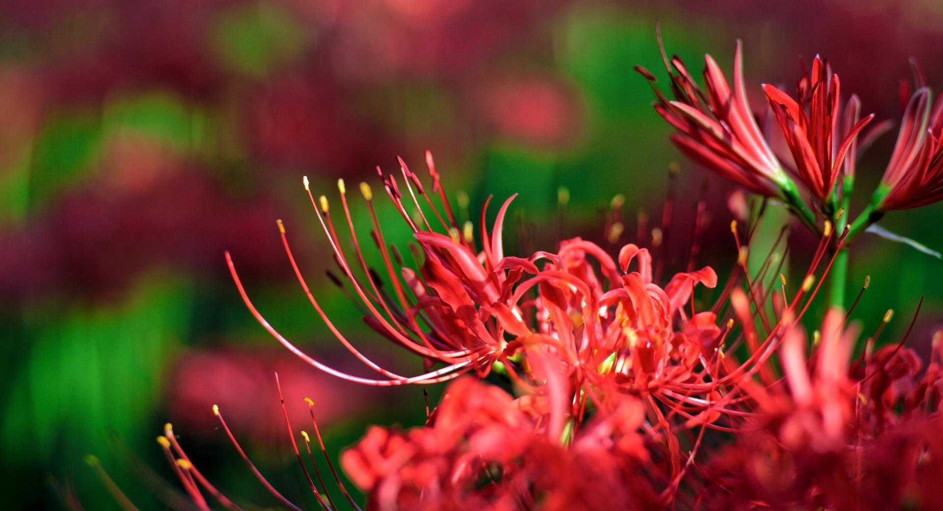 Red Spider Lily, Japan at 640 x 1136 iPhone 5 size wallpapers HD quality