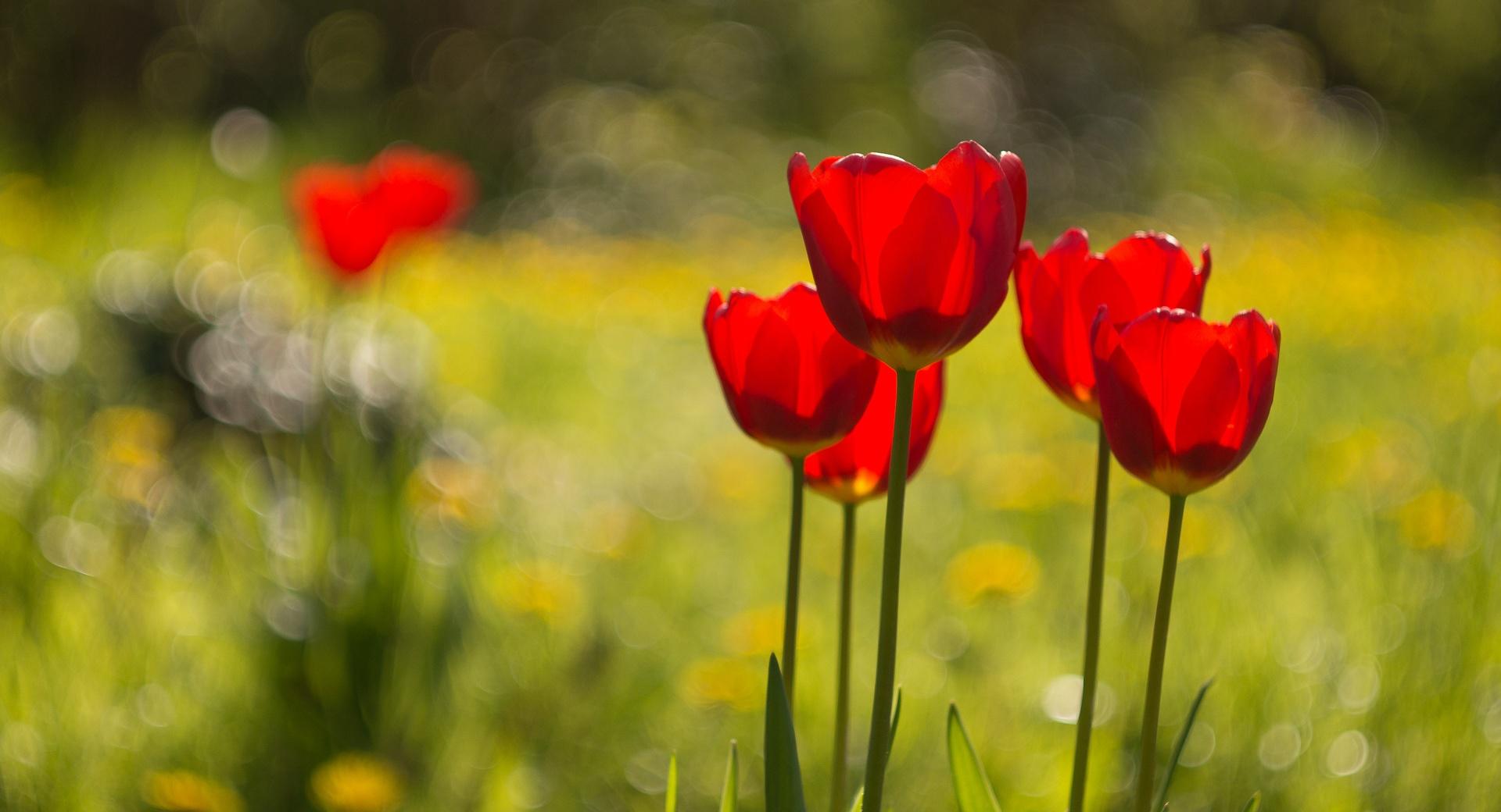 Red Tulips Flowers, Nature wallpapers HD quality