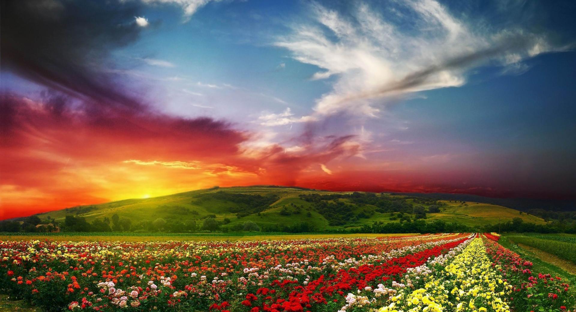 Rose Flower Field Background HD at 750 x 1334 iPhone 6 size wallpapers HD quality