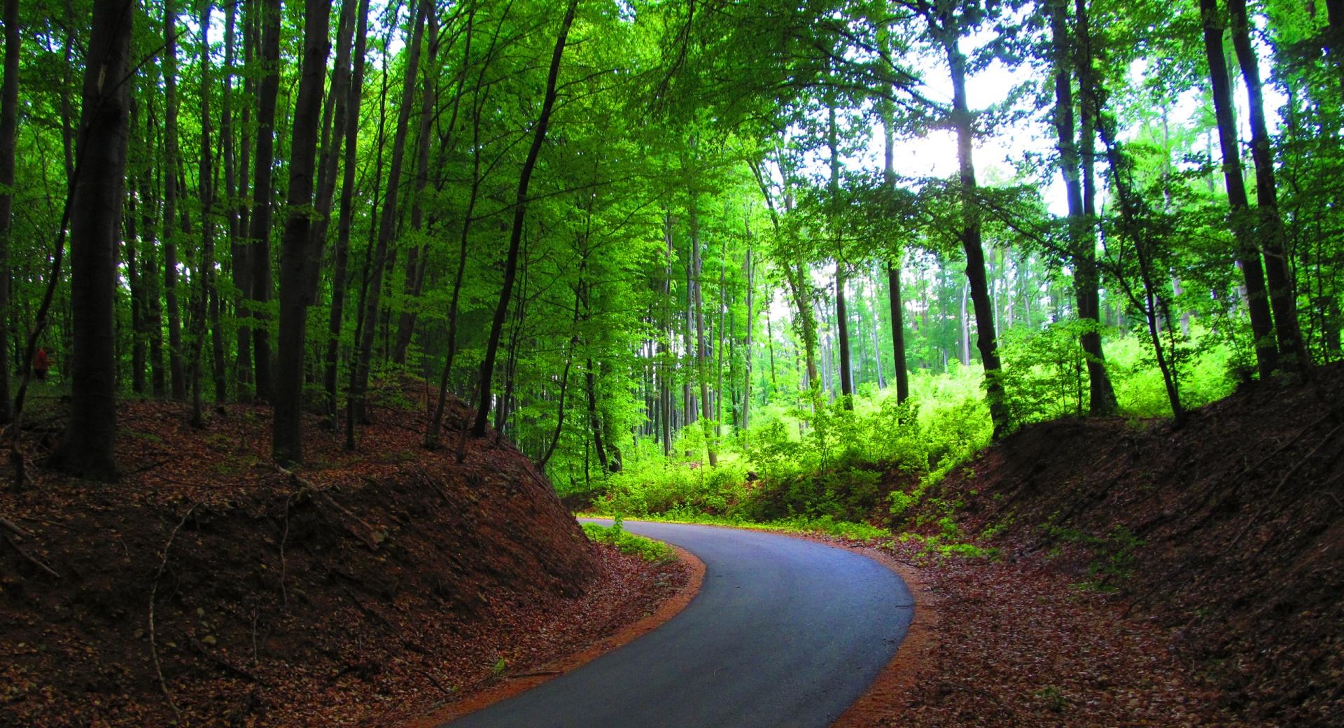 Route in Forest at 320 x 480 iPhone size wallpapers HD quality