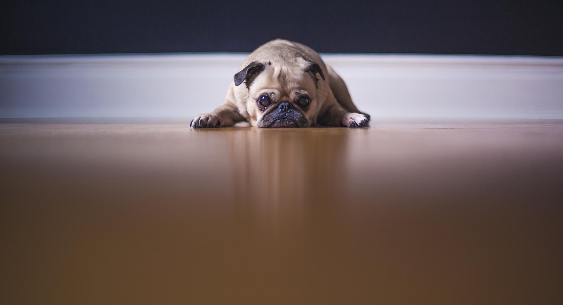 Saddest Pug Dog at 1024 x 768 size wallpapers HD quality