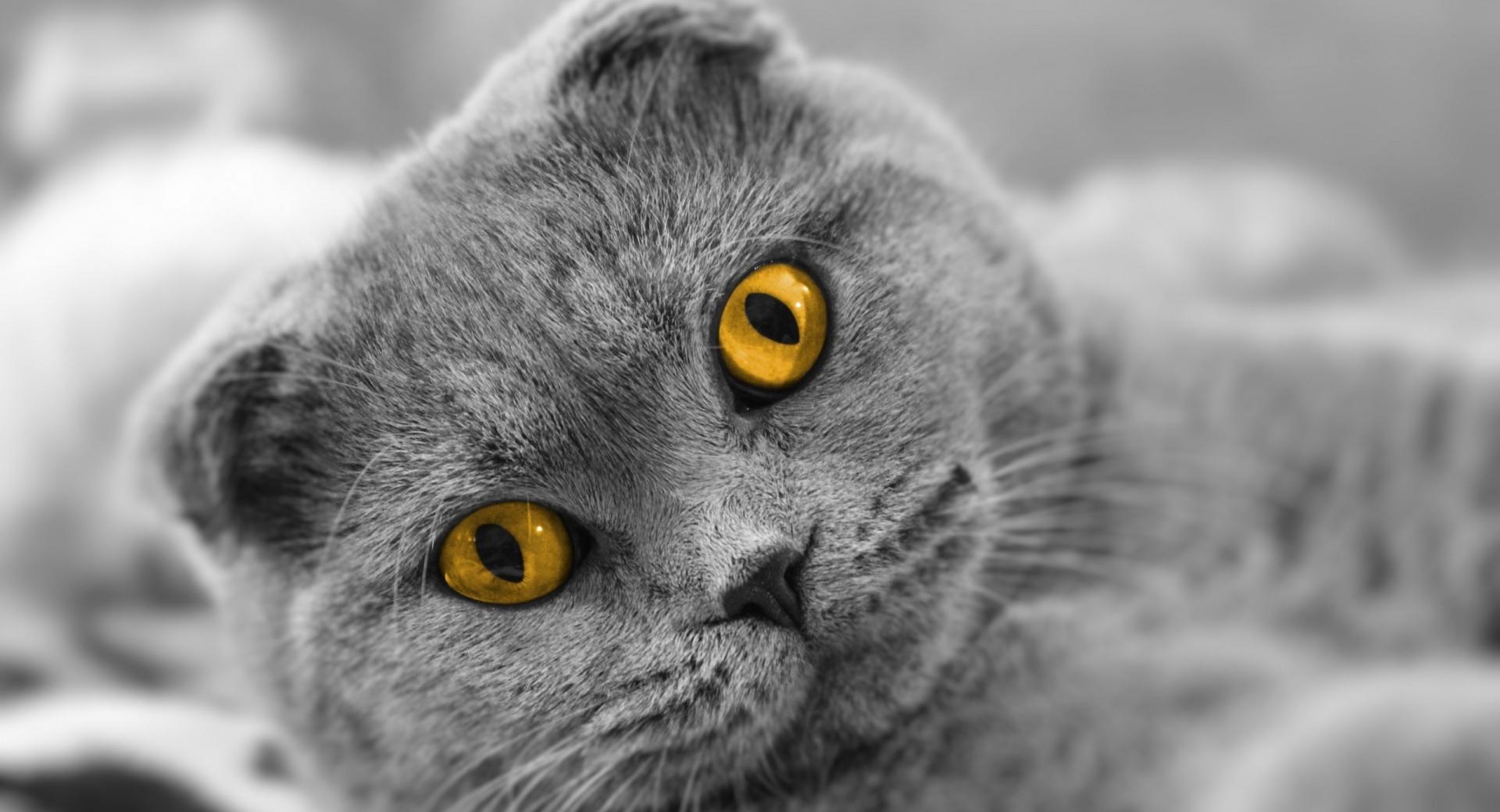 Scottish Fold Cute Cat at 640 x 960 iPhone 4 size wallpapers HD quality