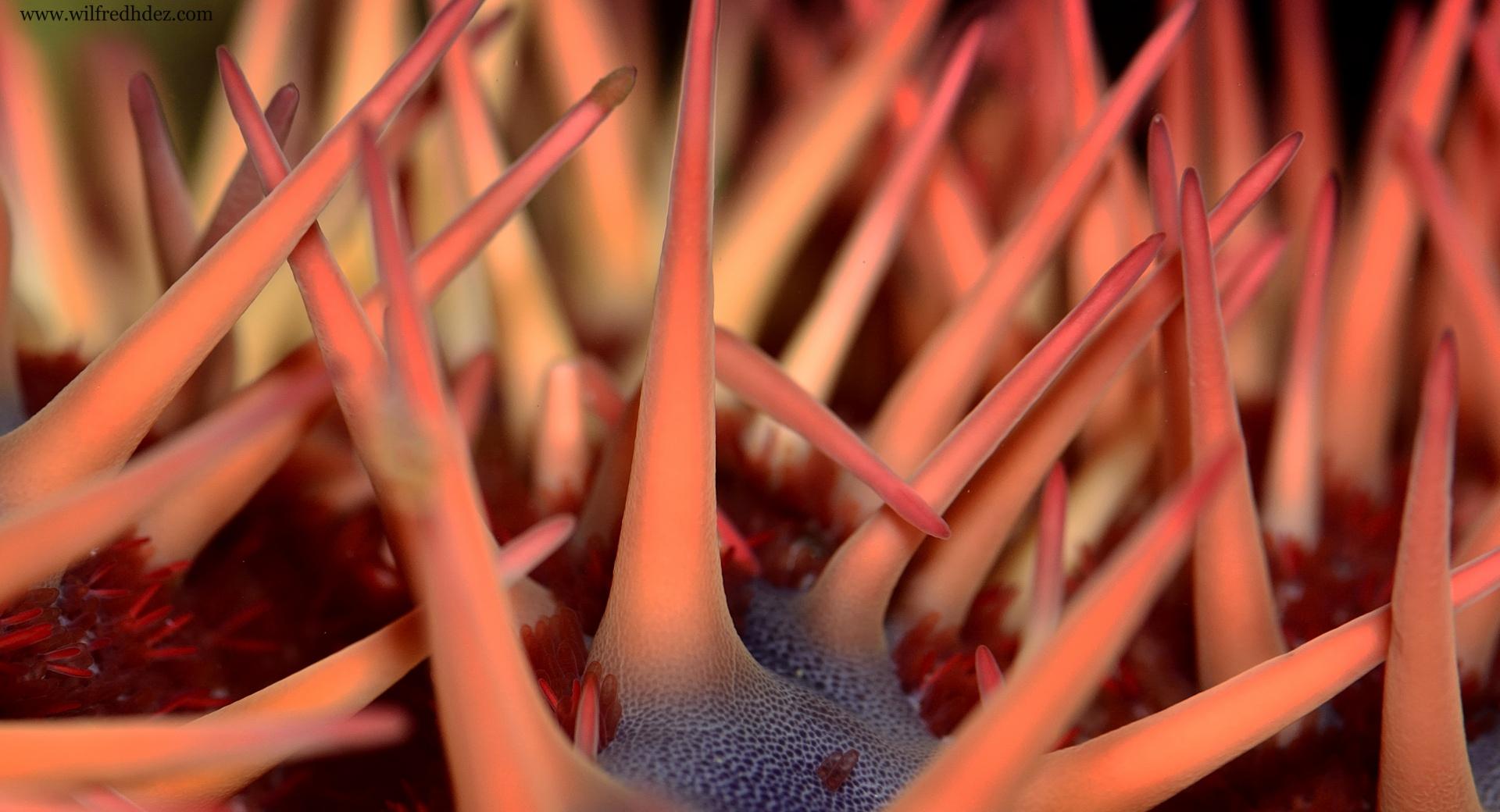 Sea Urchin at 1152 x 864 size wallpapers HD quality