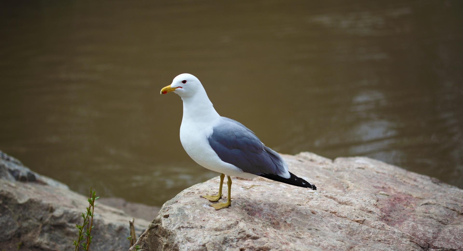 Seagull Standing on Rock at 640 x 960 iPhone 4 size wallpapers HD quality
