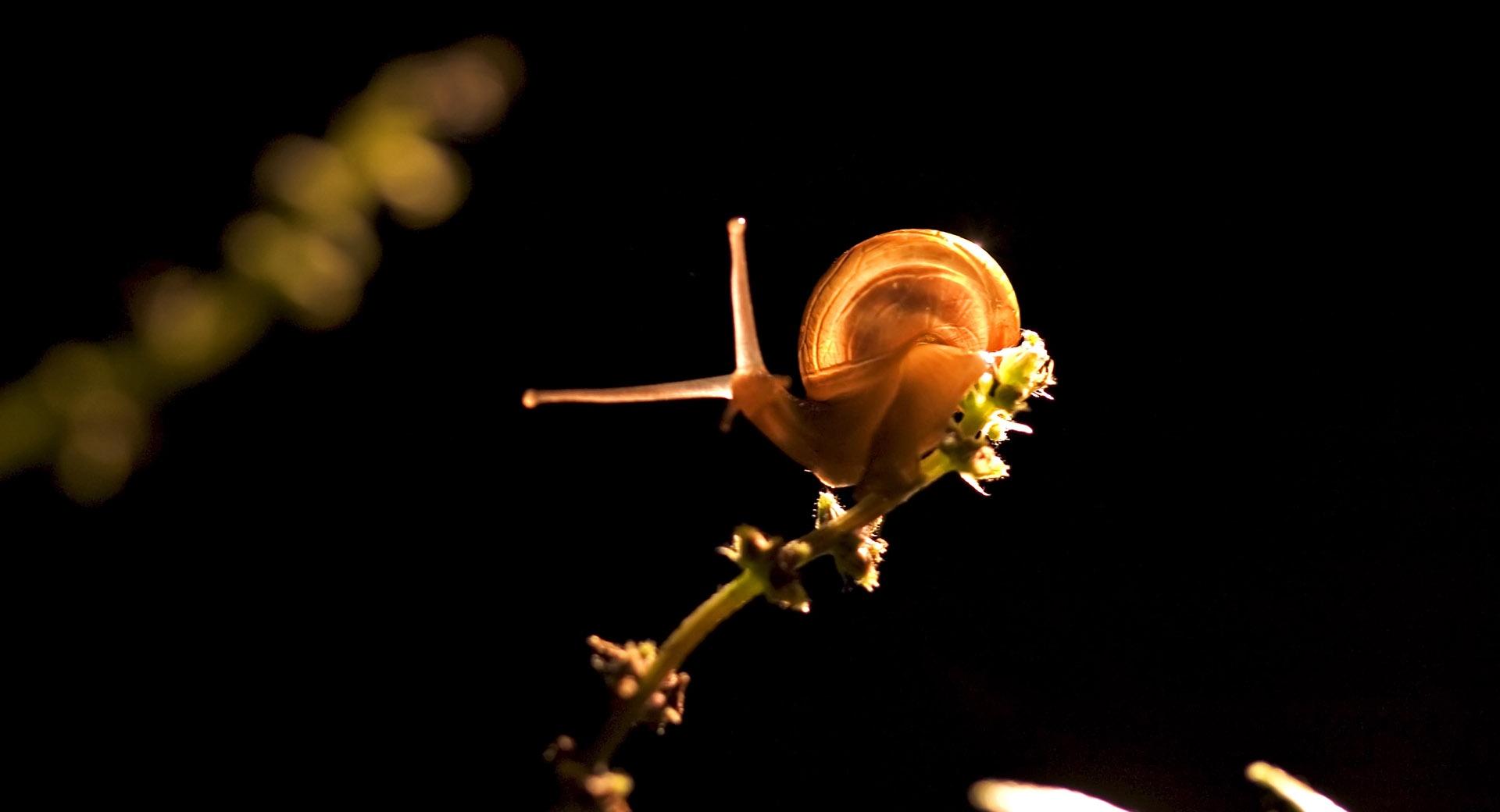 Snail On Branch at 1024 x 768 size wallpapers HD quality
