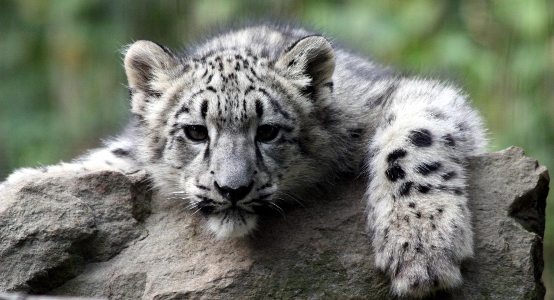 Snow Leopard Cub at 1024 x 1024 iPad size wallpapers HD quality