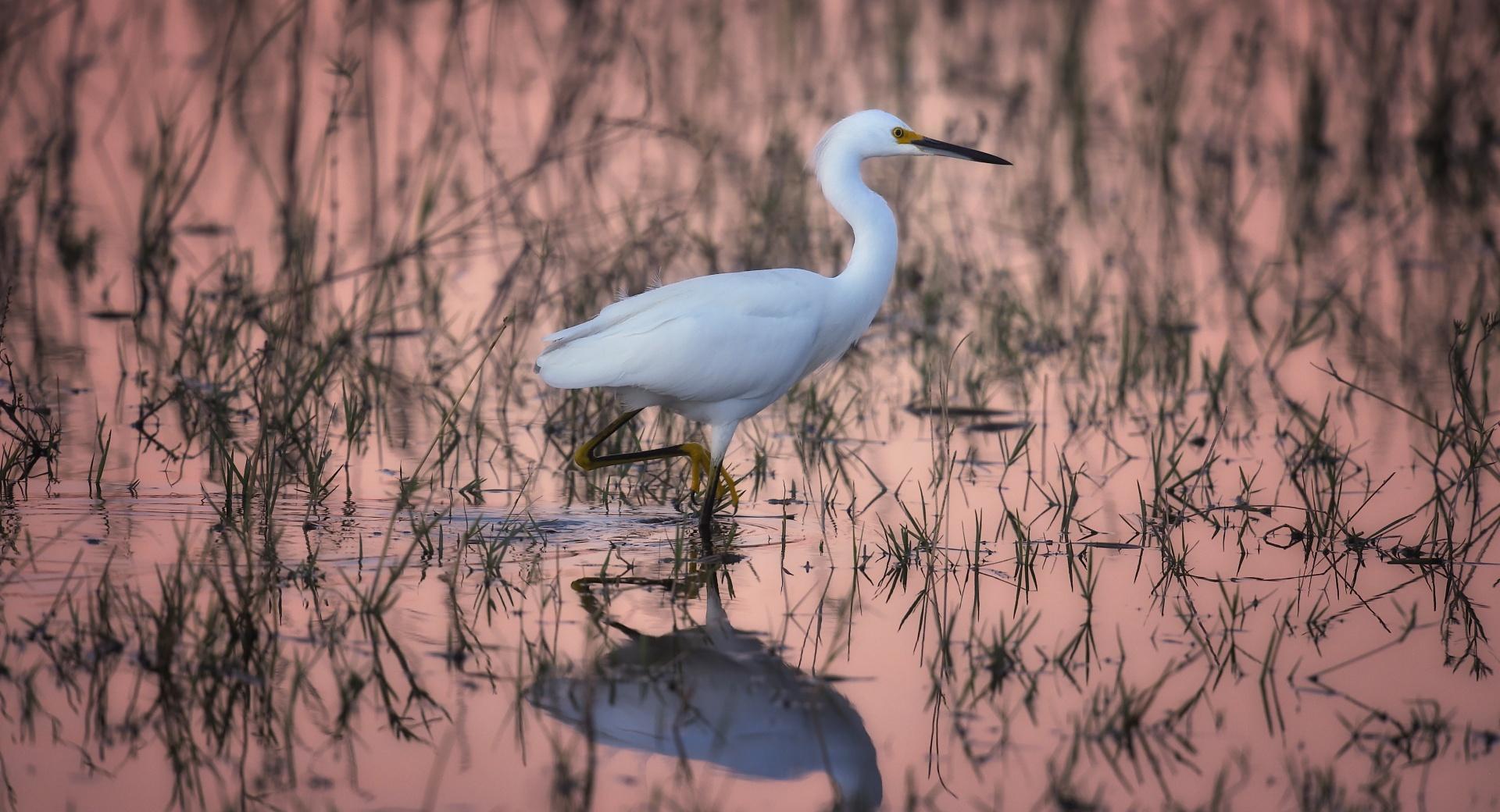 Snowy Egret Bird Habitat at 320 x 480 iPhone size wallpapers HD quality