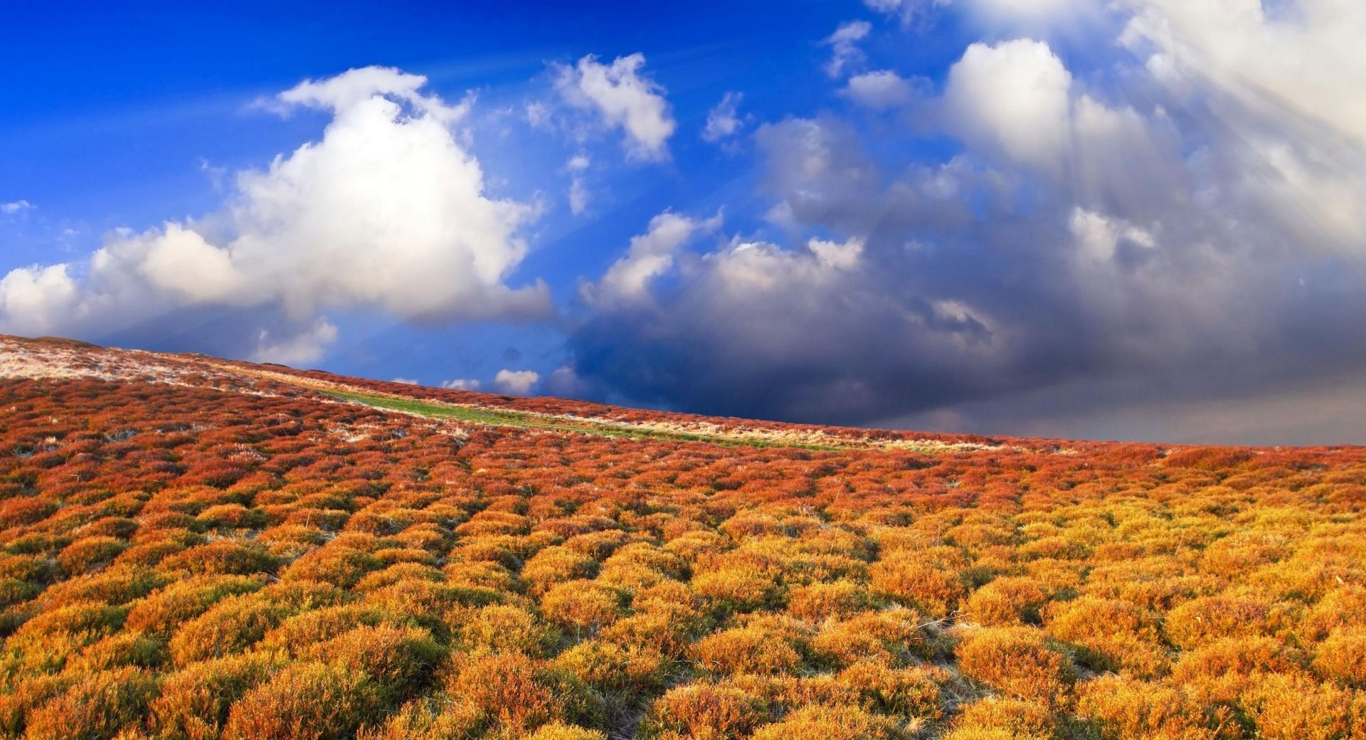 Steppe Vegetation at 640 x 1136 iPhone 5 size wallpapers HD quality