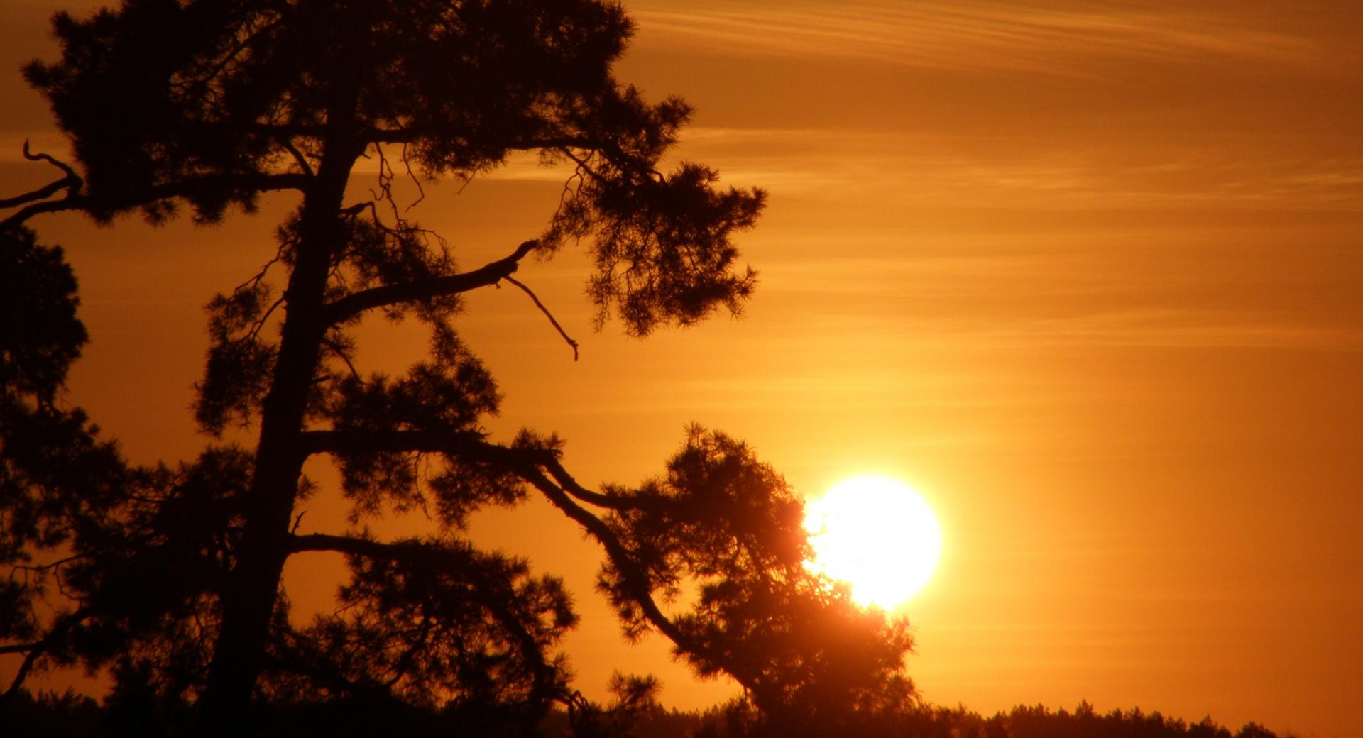 Sun On A Tree Branch at 640 x 1136 iPhone 5 size wallpapers HD quality