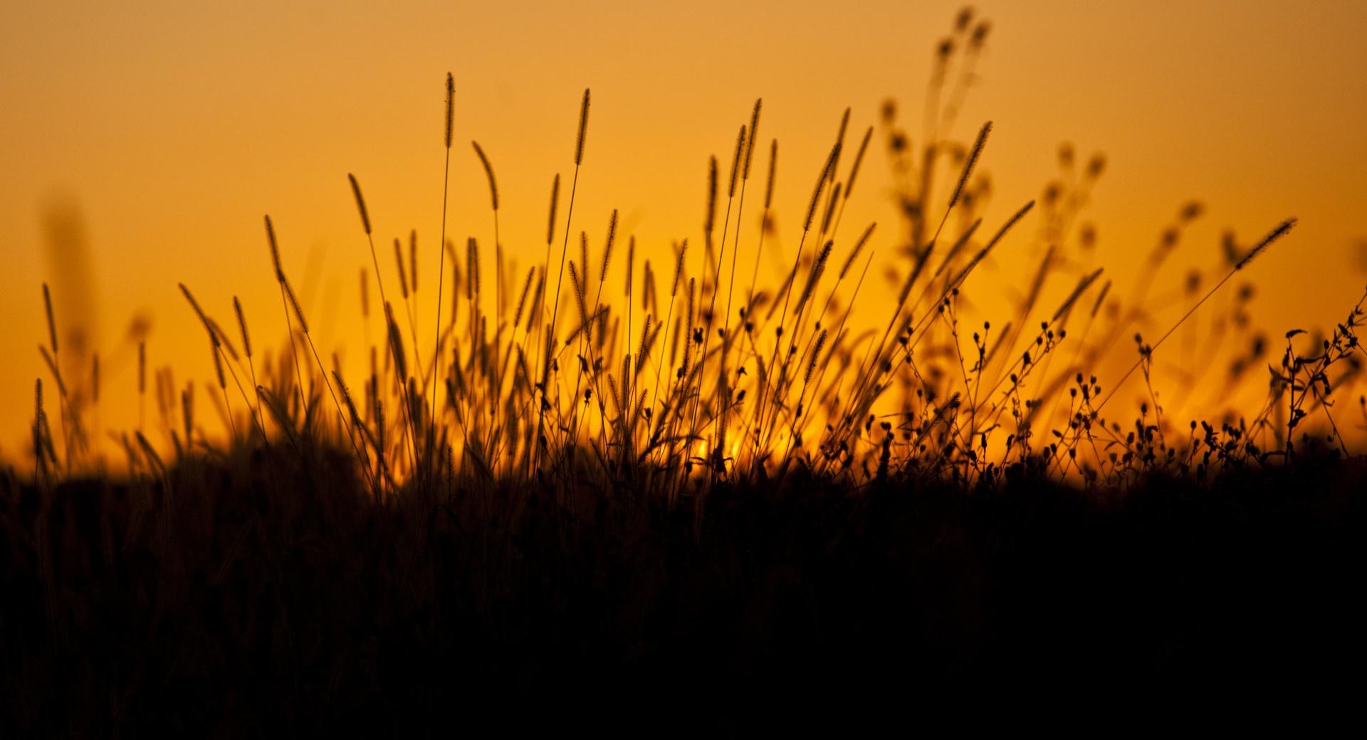 Sunset through Grass at 1600 x 1200 size wallpapers HD quality