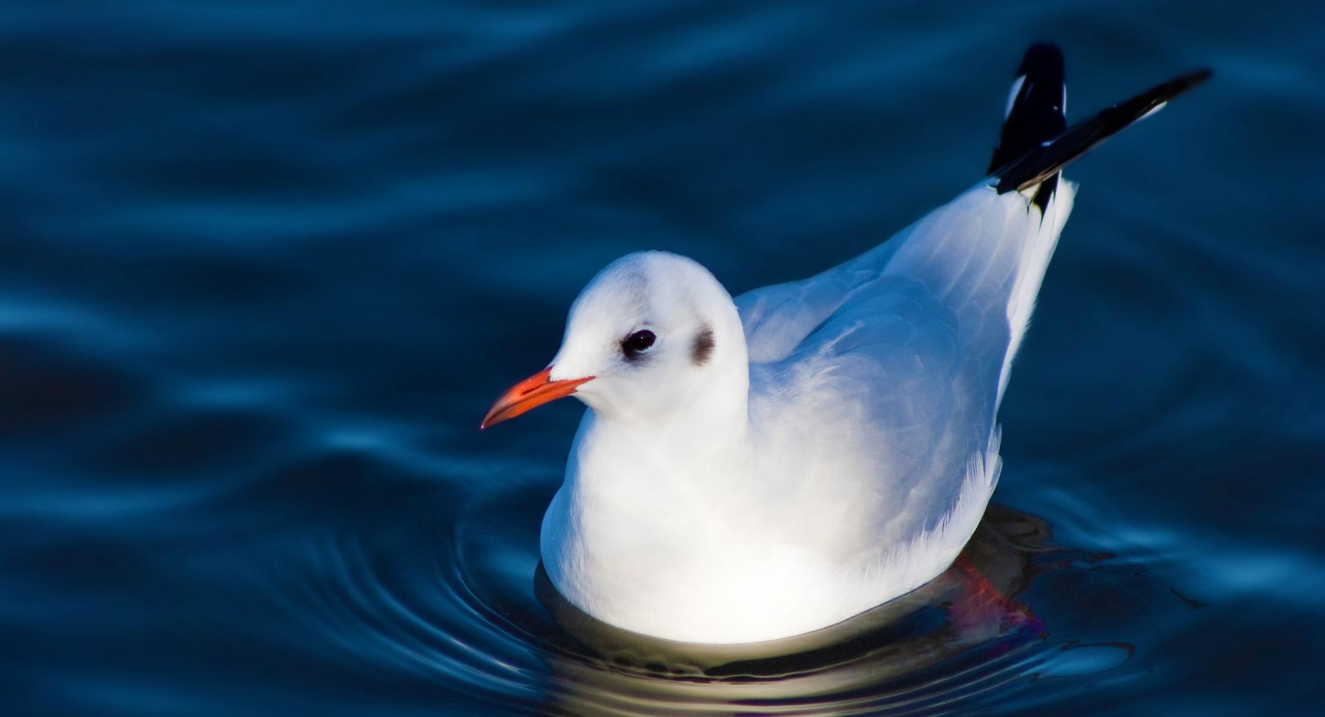 Swimming Black Headed Gull at 1024 x 1024 iPad size wallpapers HD quality