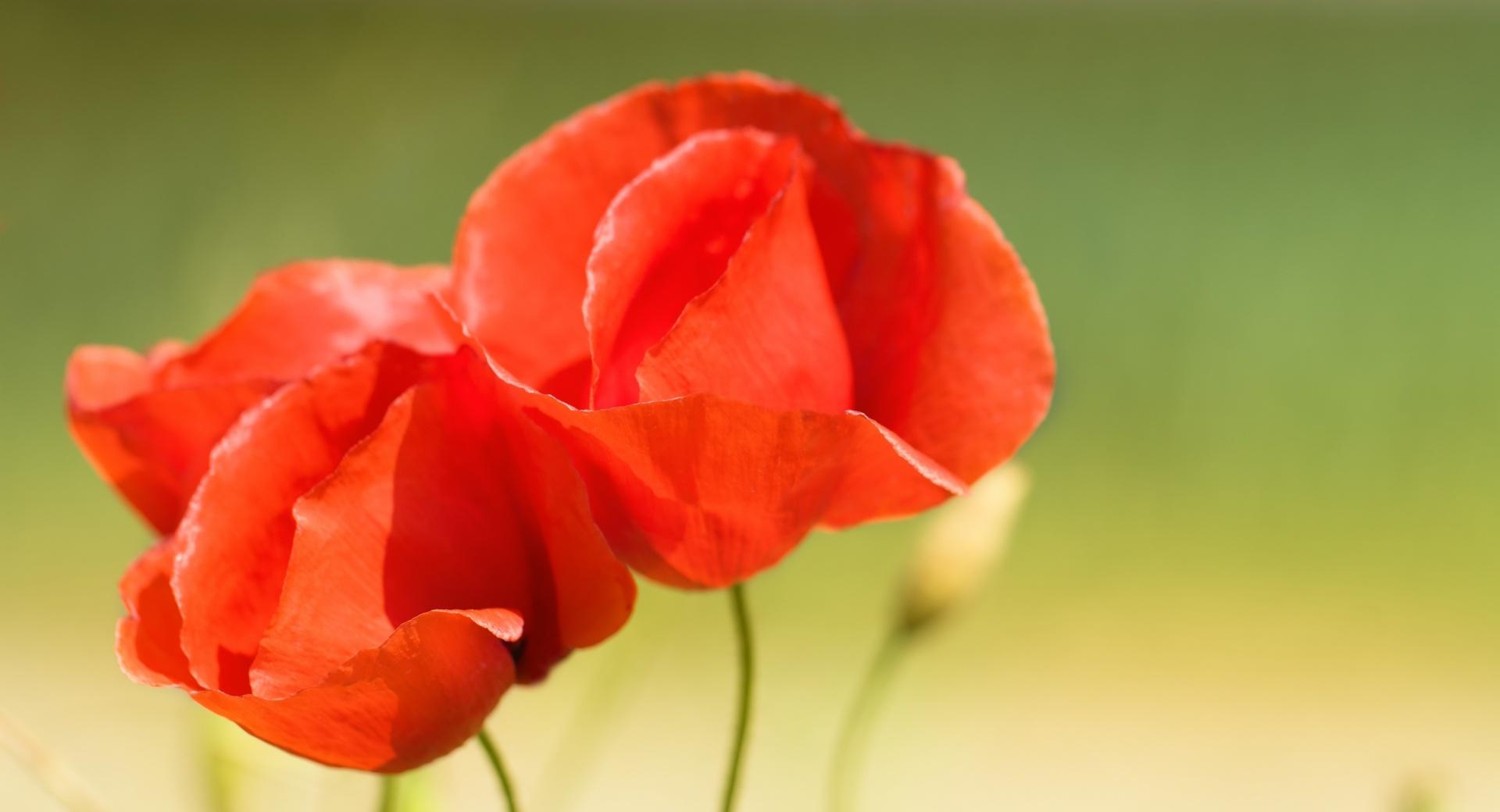 Three Poppies at 320 x 480 iPhone size wallpapers HD quality