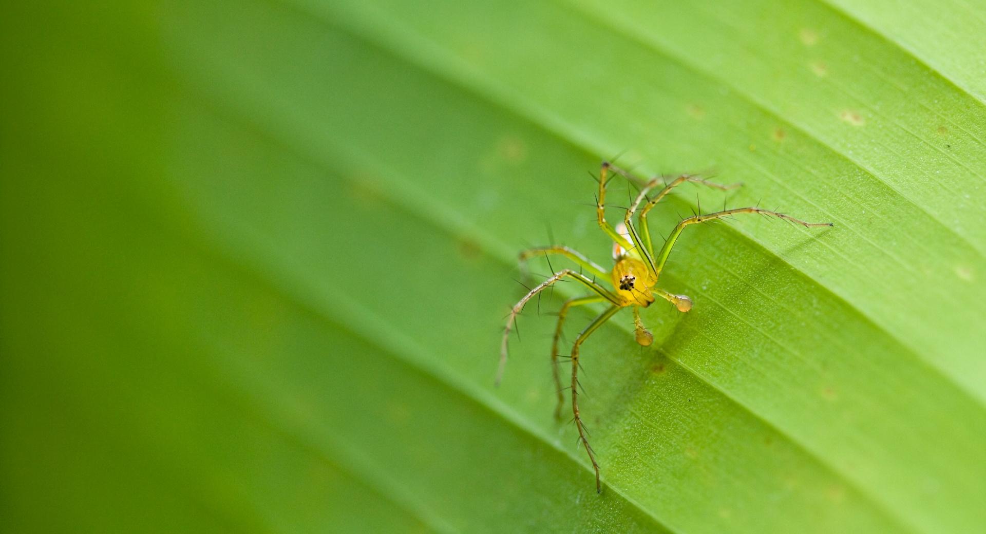 Tiny Spider wallpapers HD quality