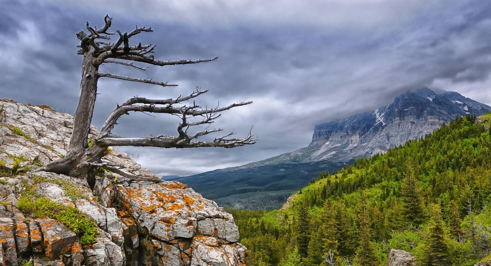 Tree On Rock In Glacier National Park wallpapers HD quality